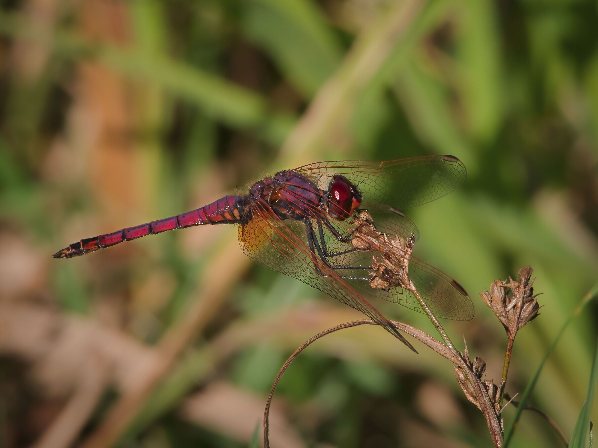 Trithemis annulata male