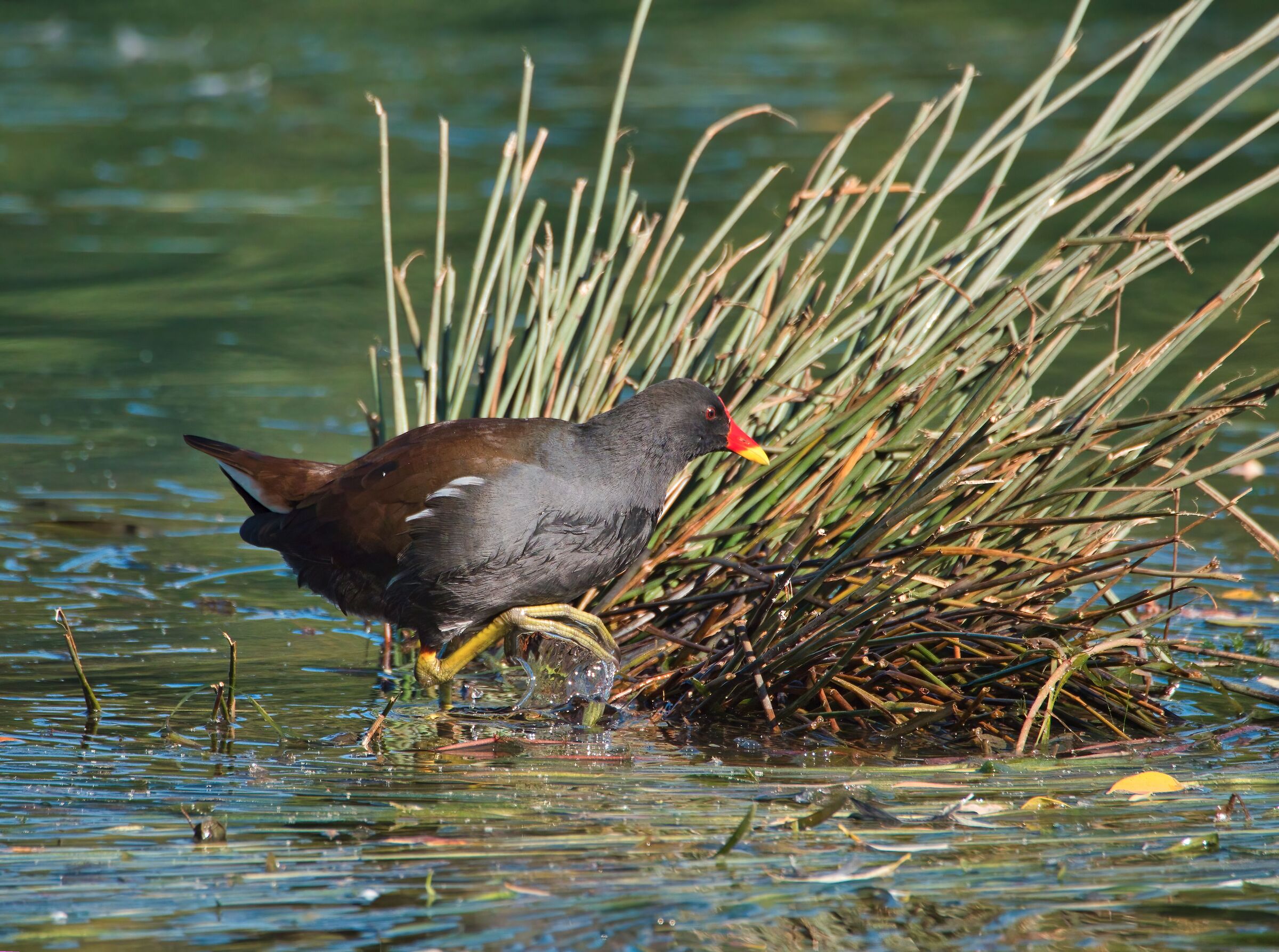 Moorhen