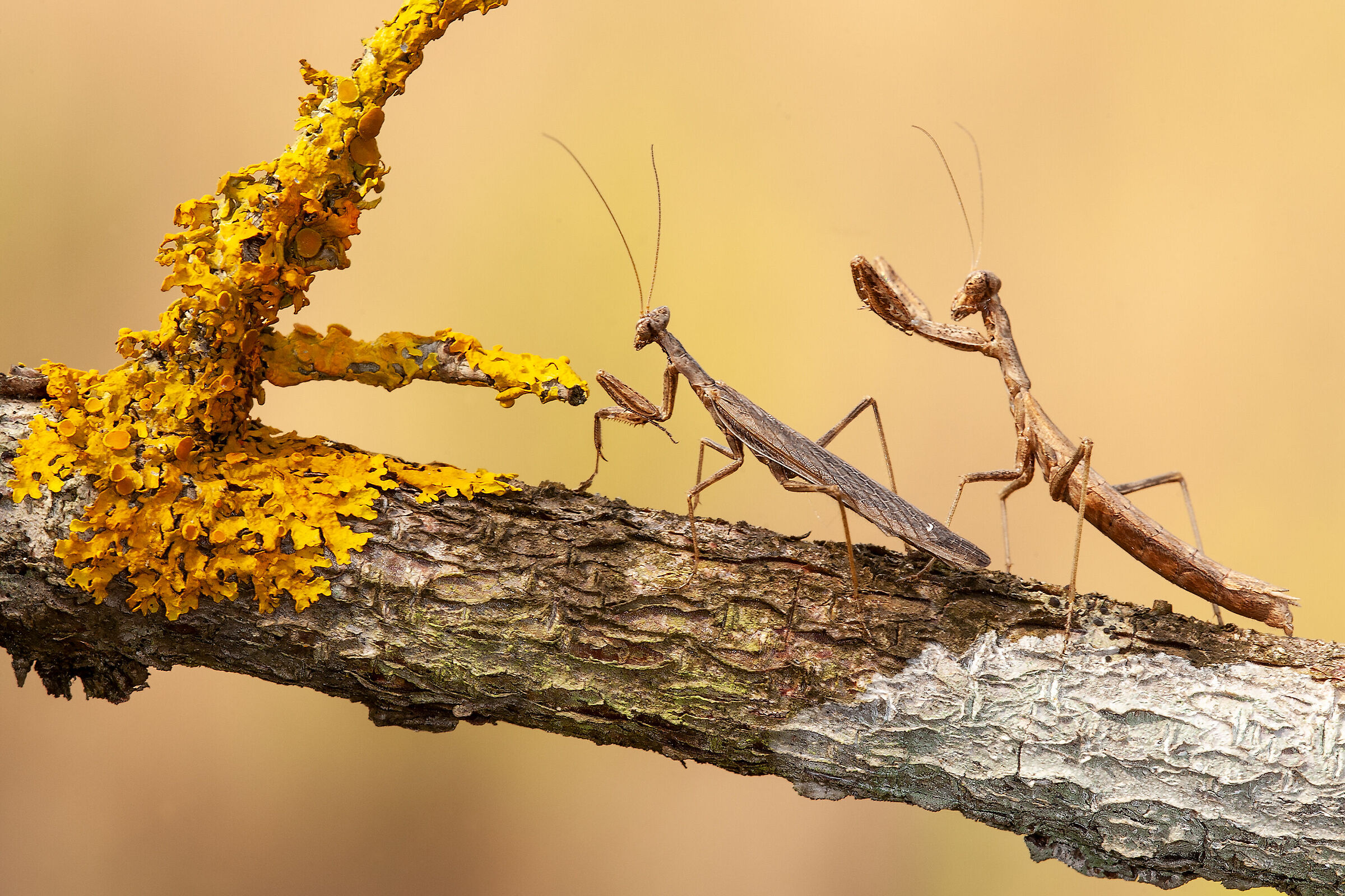 Do you allow Miss..?