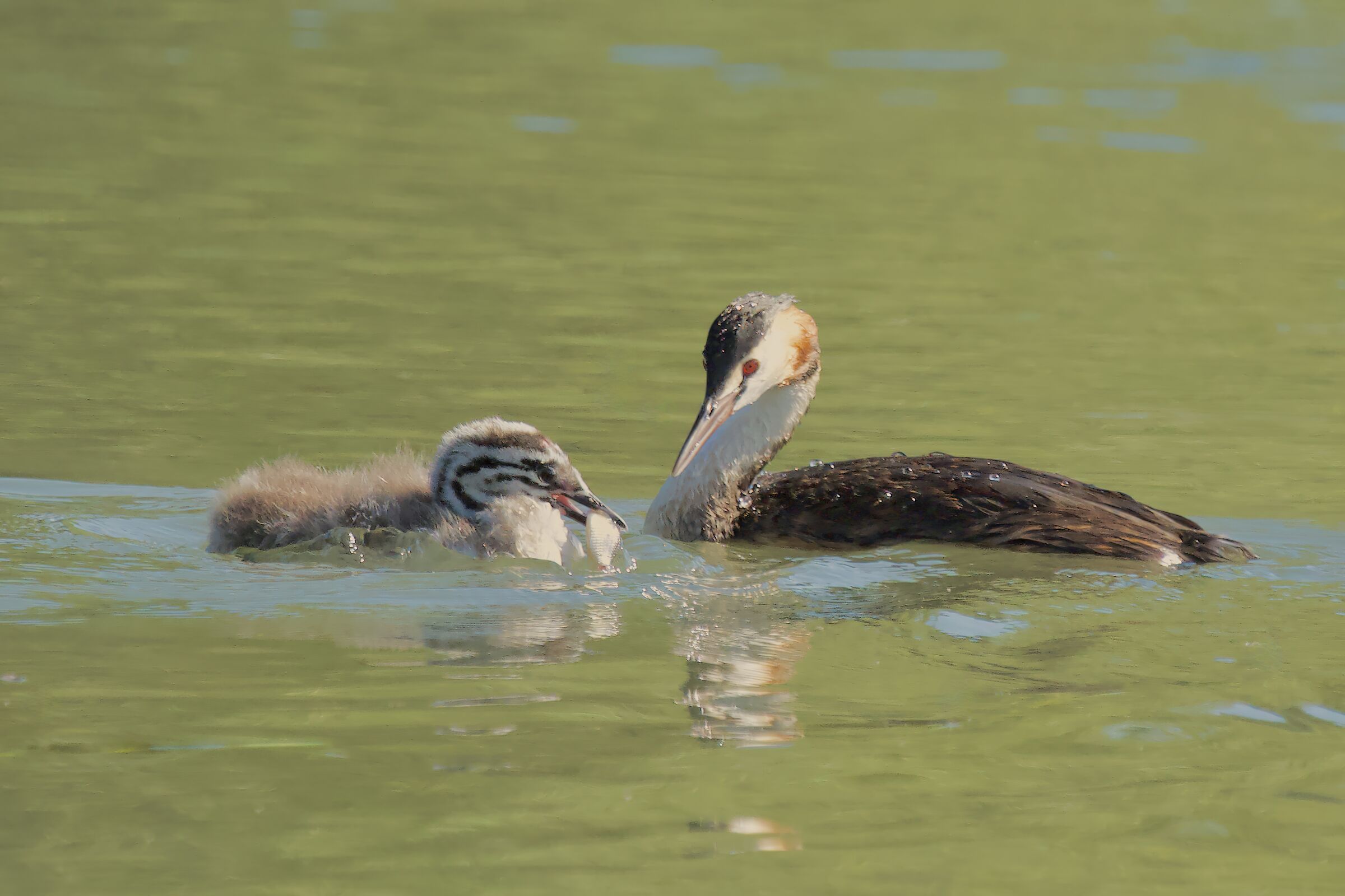 small grebes grow