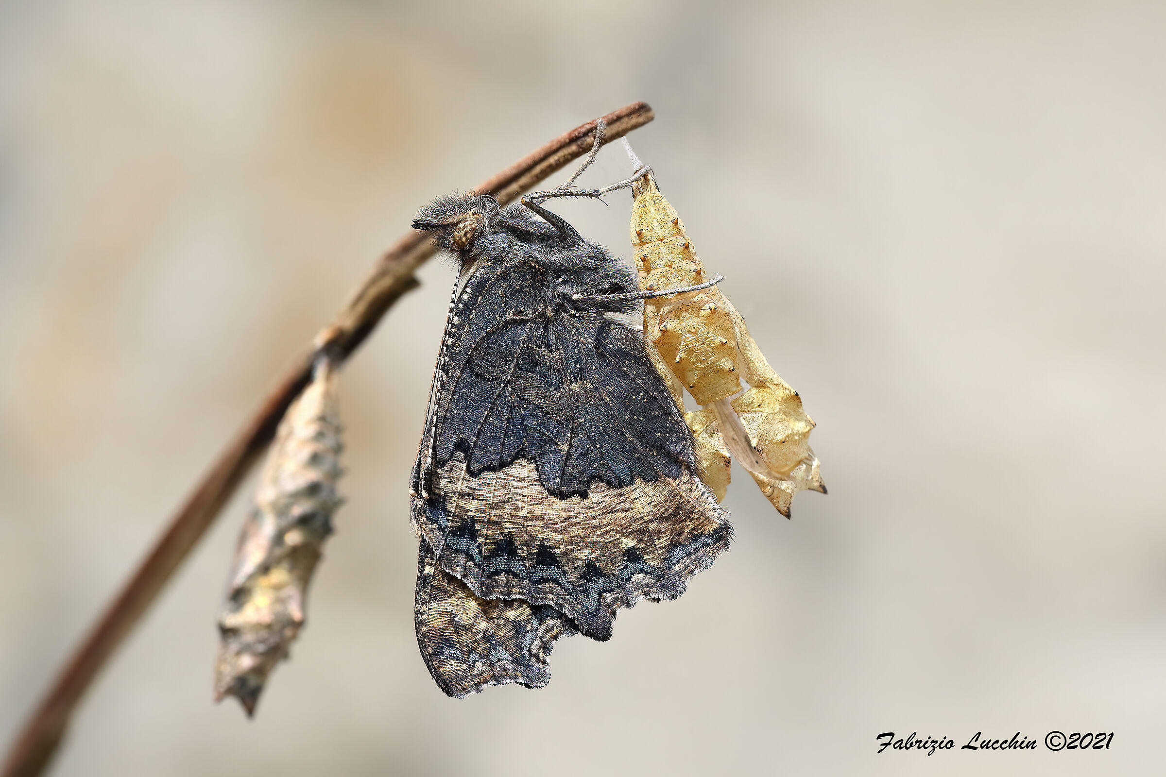 Nettle vanessa (Aglais urticae) with chrysalises