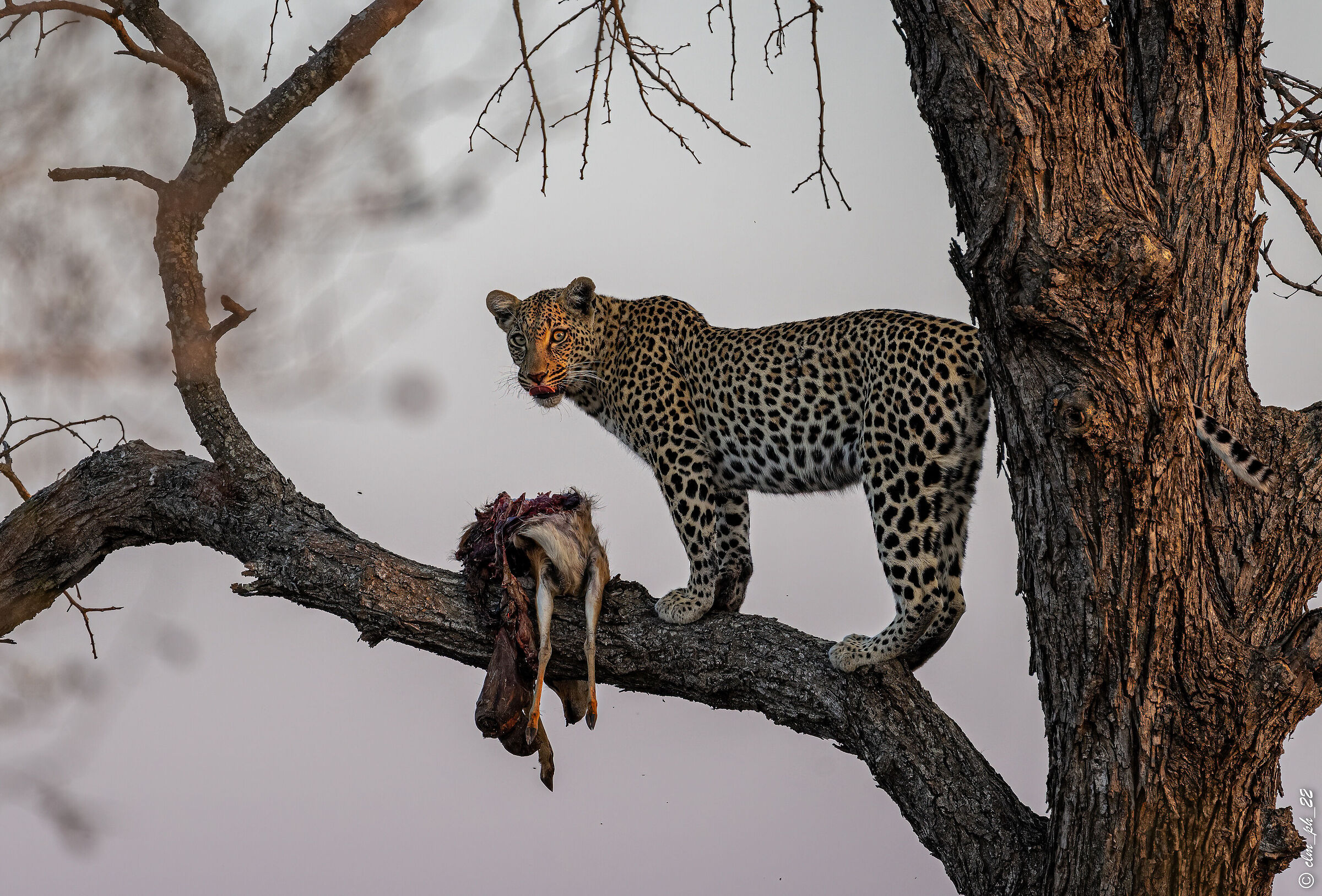 Leopardina with prey (impala)