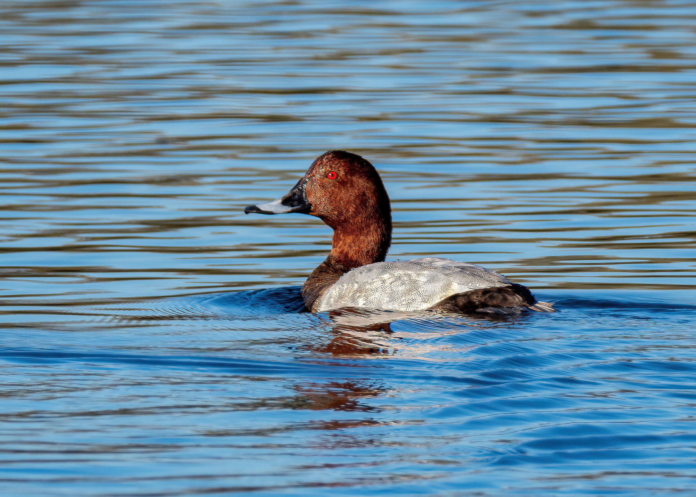 Male Moriglione