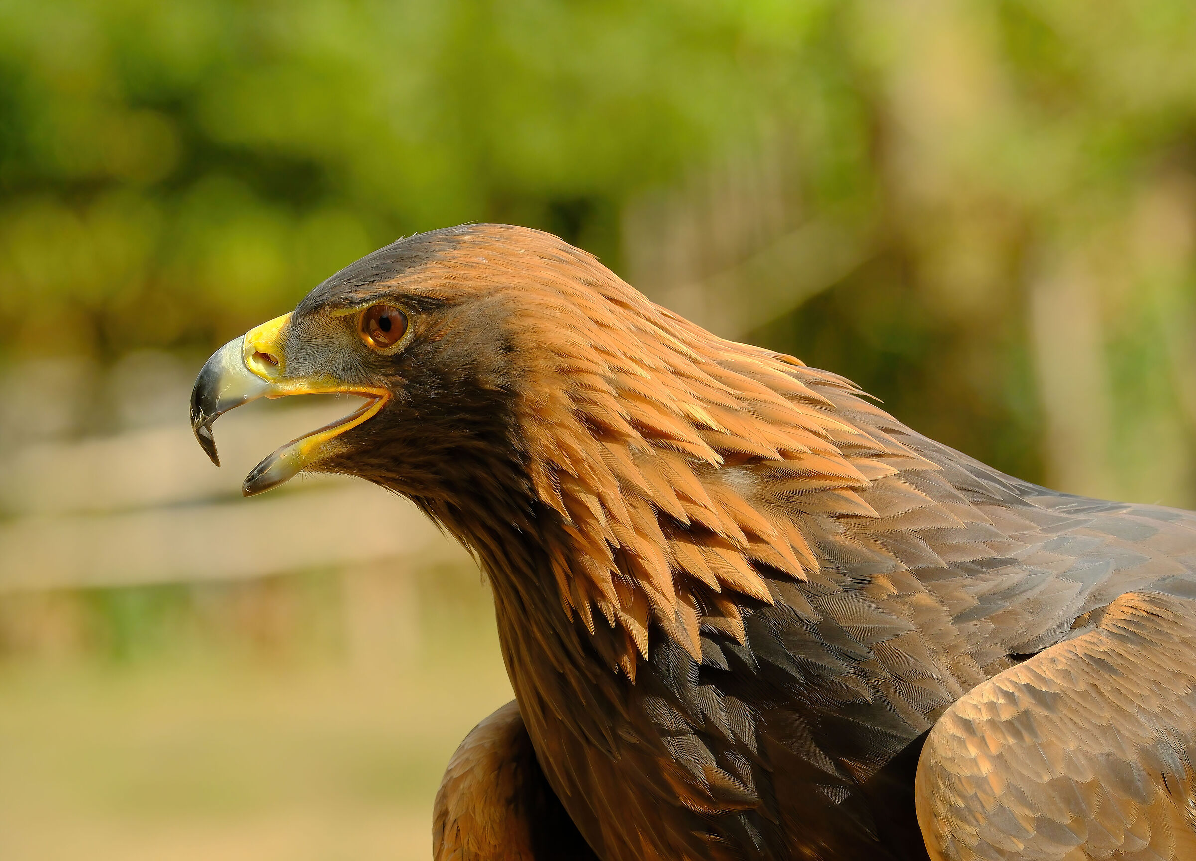 Giovane Aquila