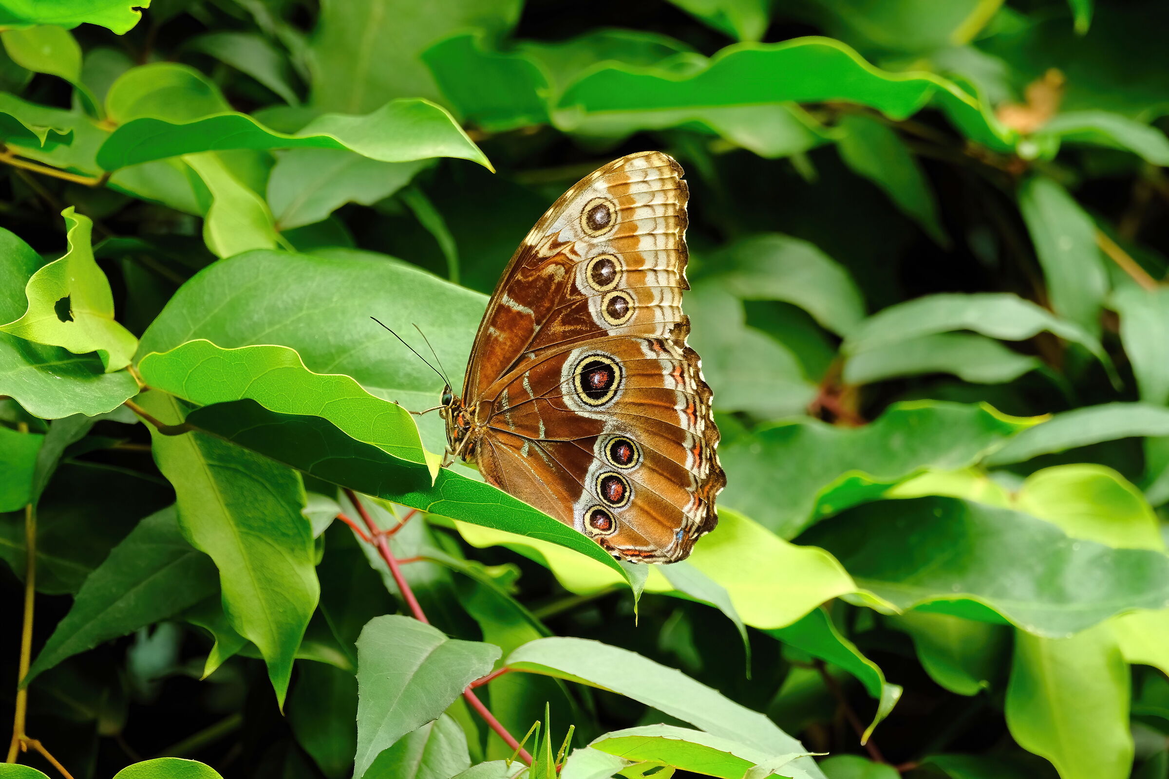 Farfalla