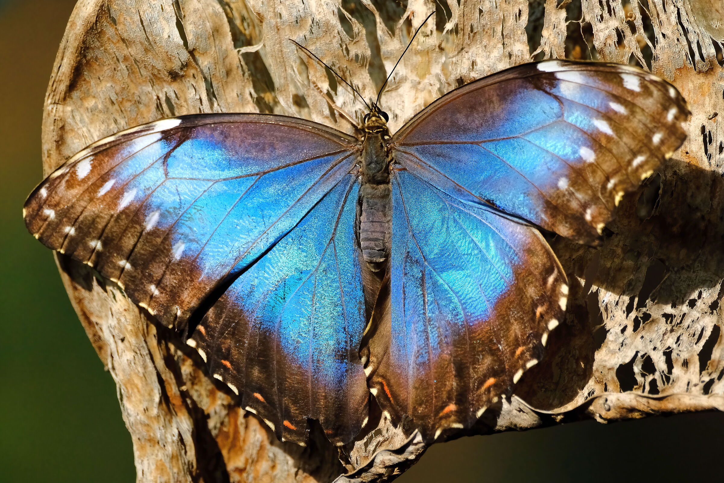 Farfalla
