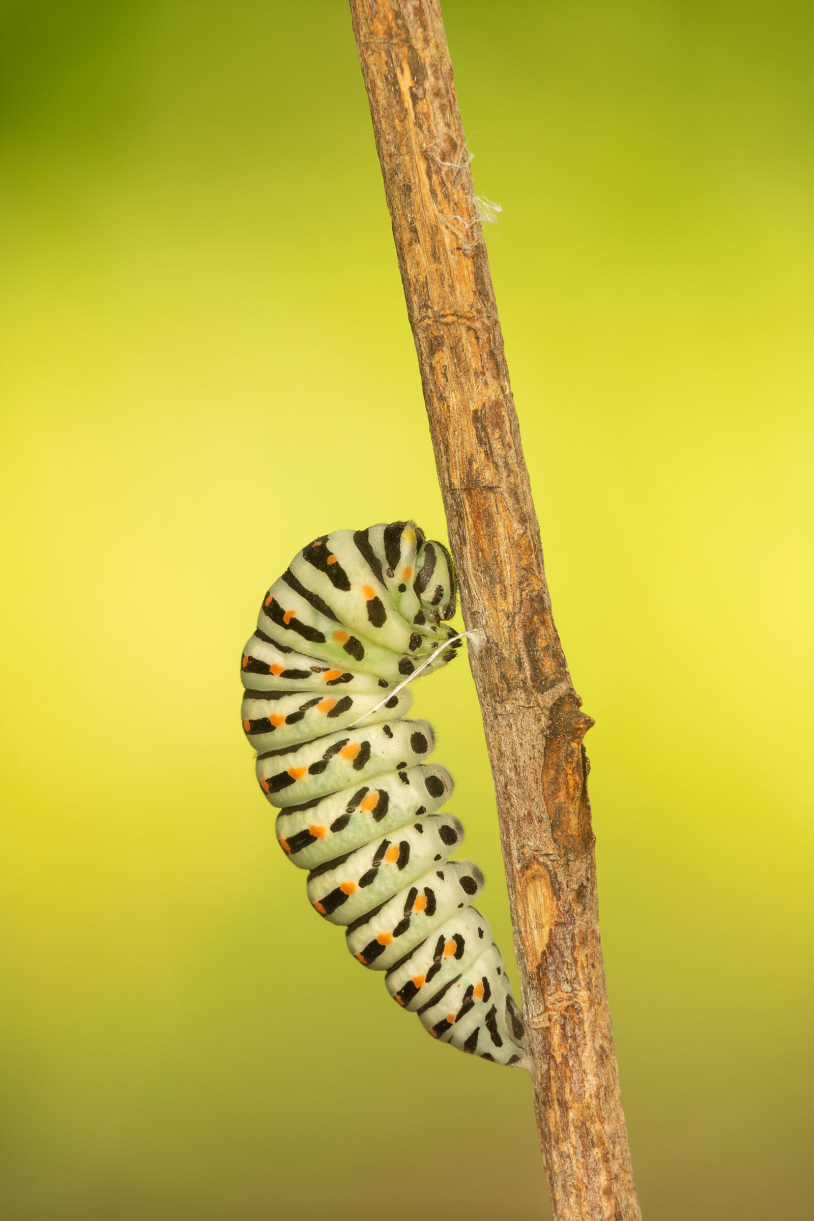 La metamorfosi del macaone