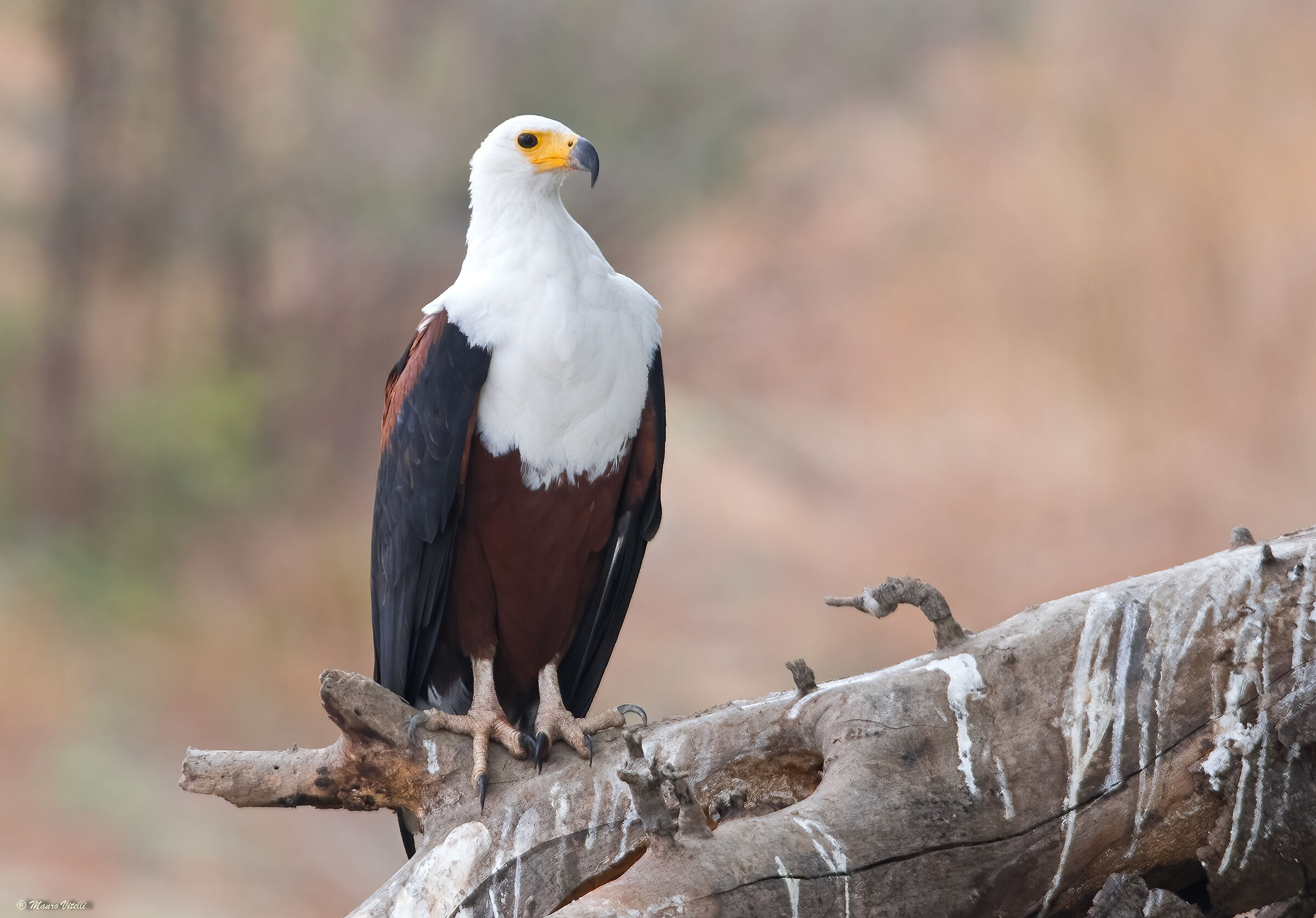 Howler eagle (Haliaeetus vocifer) Zambia
