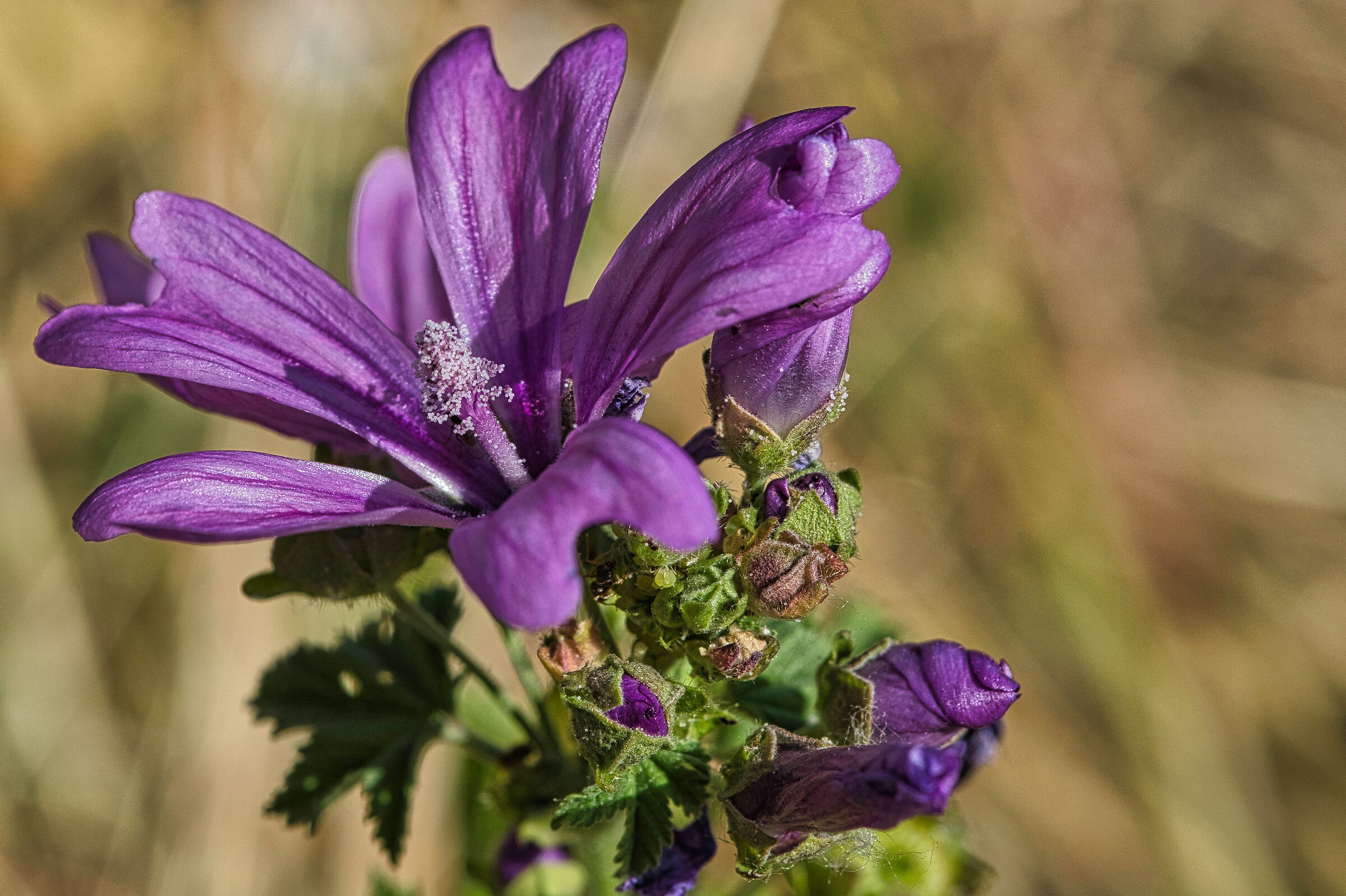 Purple flower of nettle sevatica