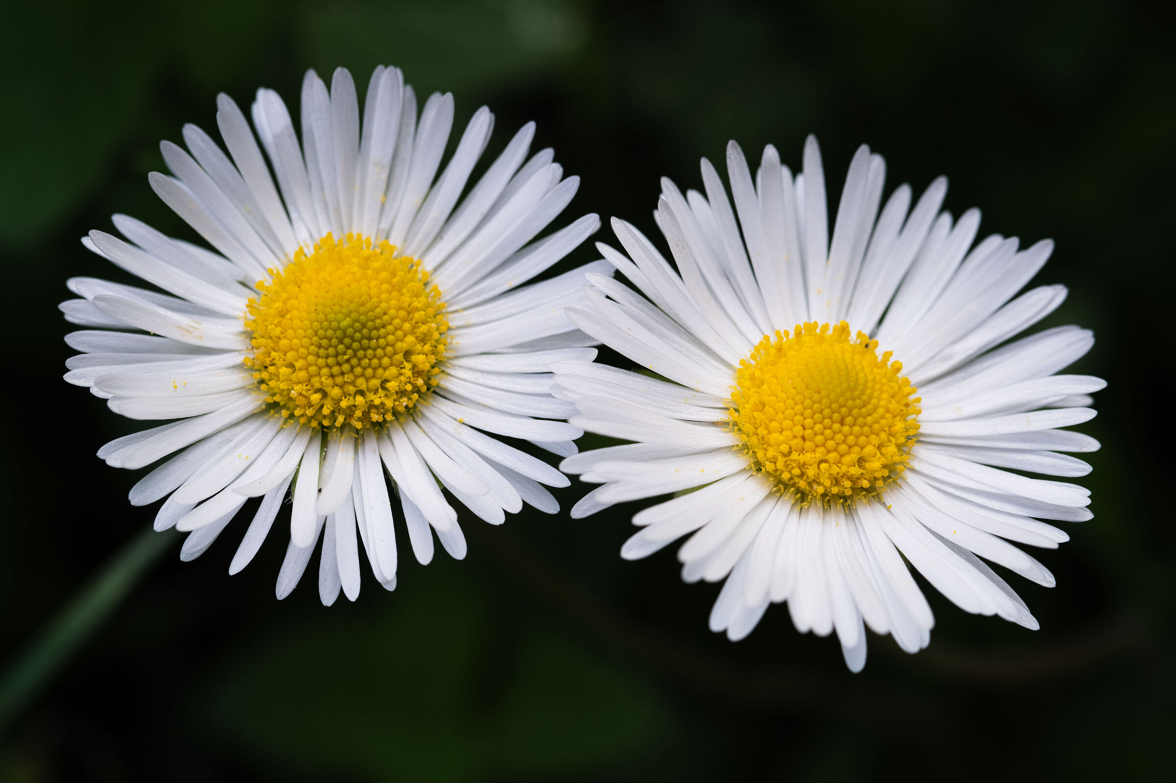 Wild daisies