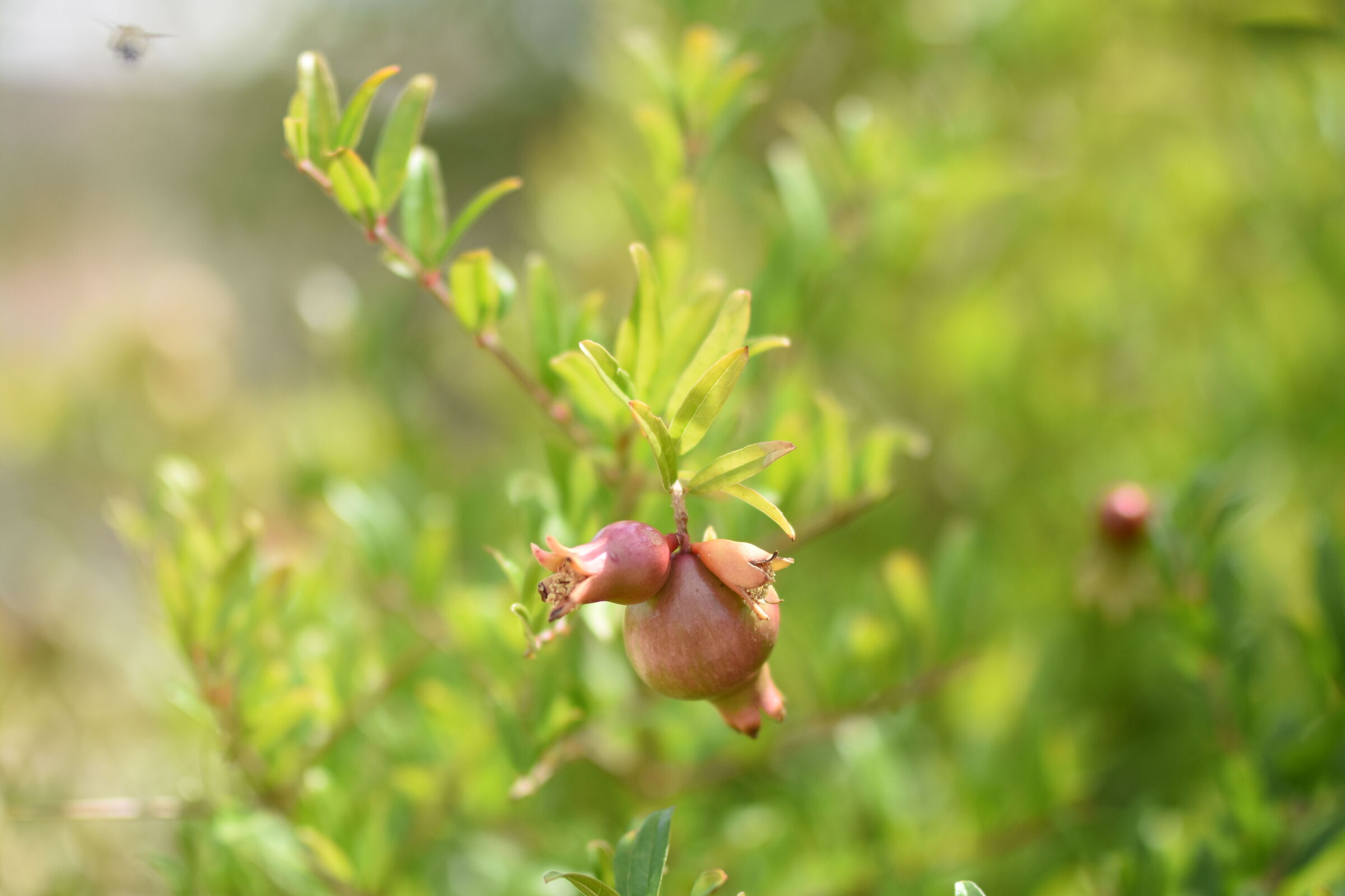"@ F. 1.4"1/8.0 0 0,iso 250- Sigma 85, 1.4 Art- D ...