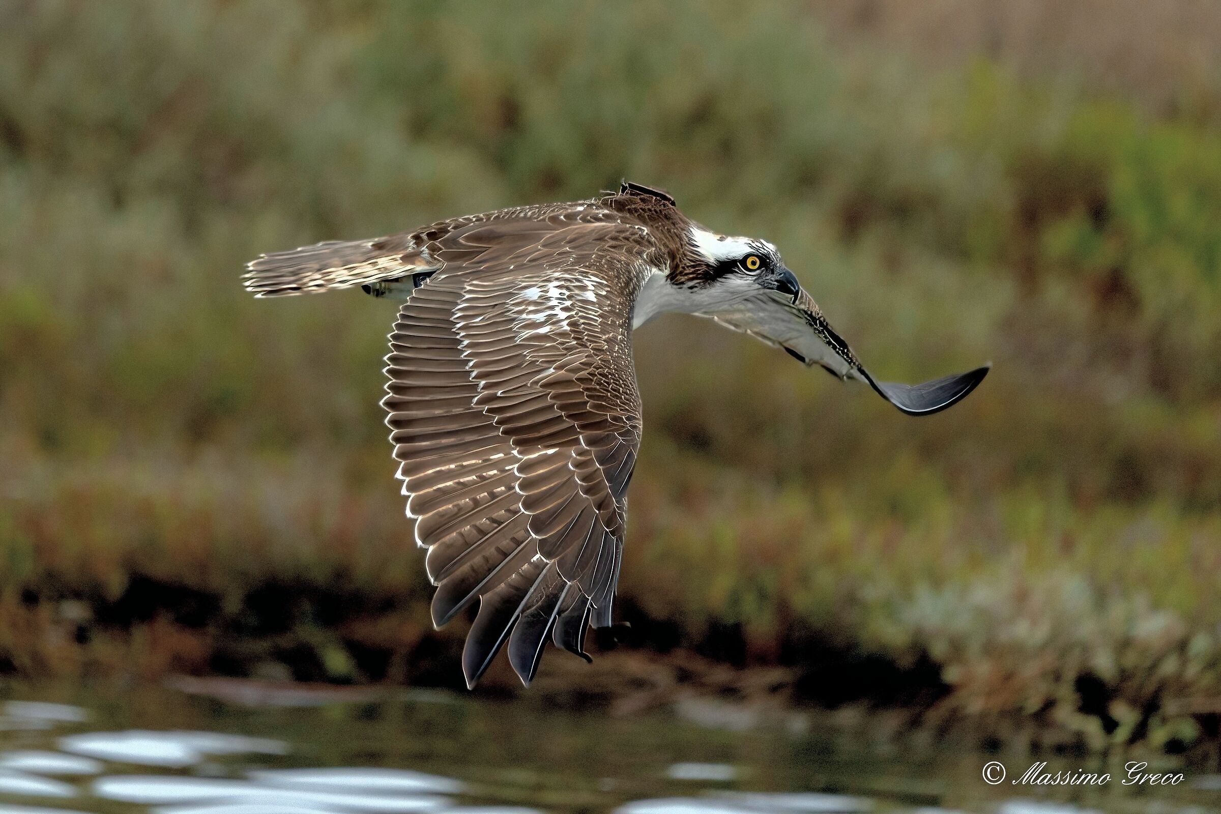 Falco pescatore (Pandion haliaetus)