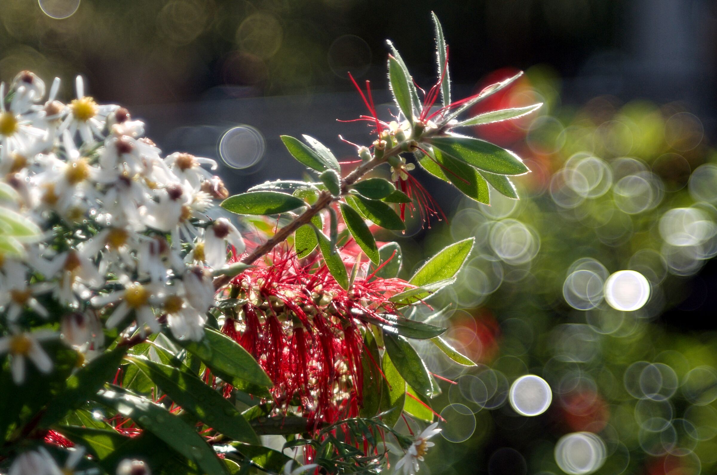 Callistemon Citrinus