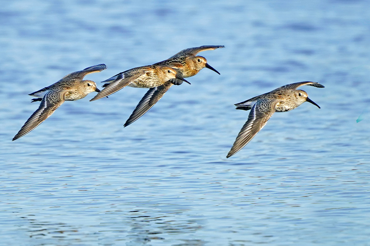 Piovanello pancianera