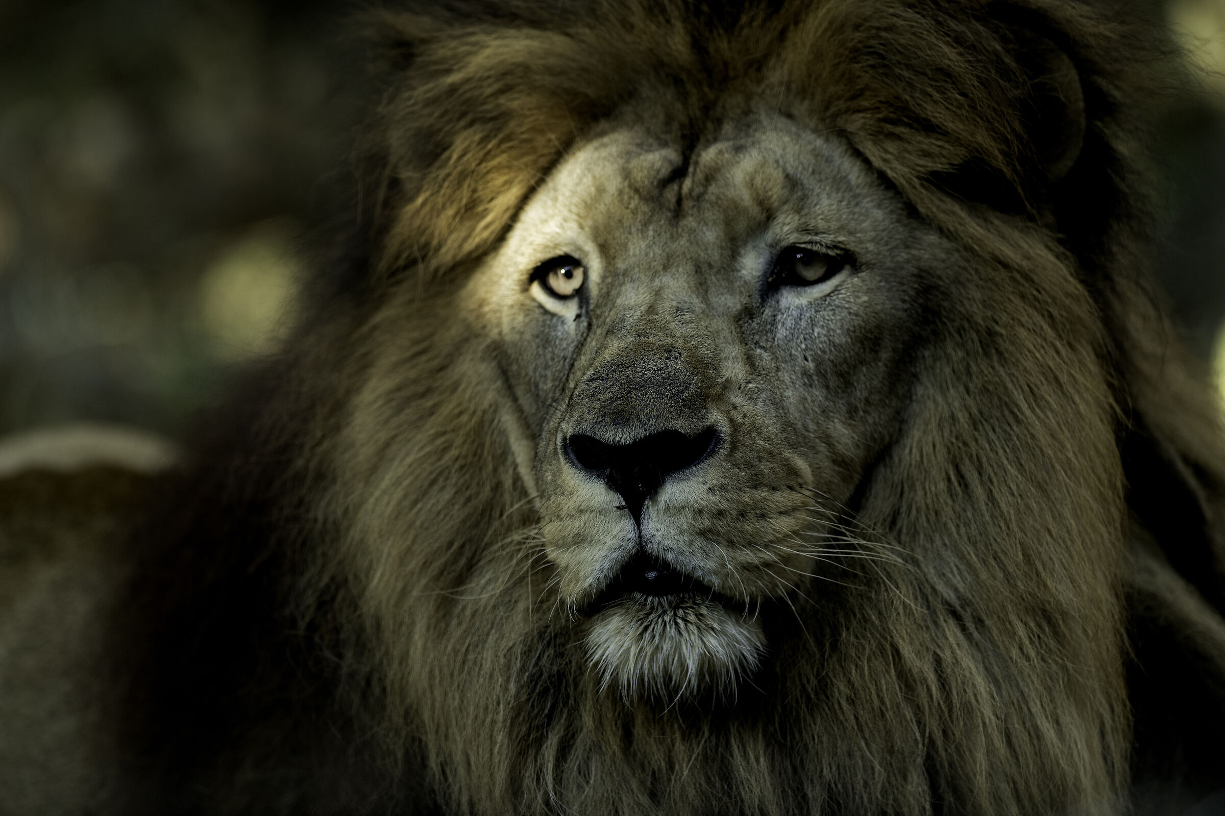 leone parco valcorba