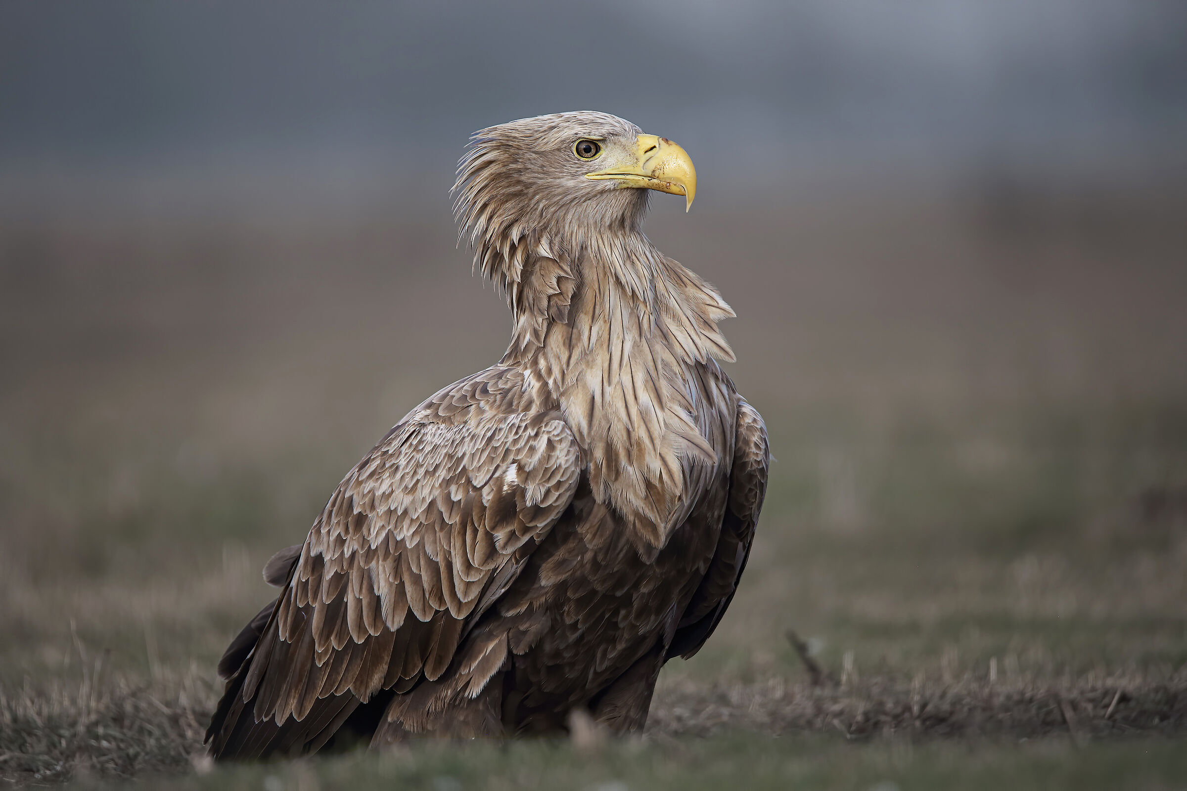 Sea eagle