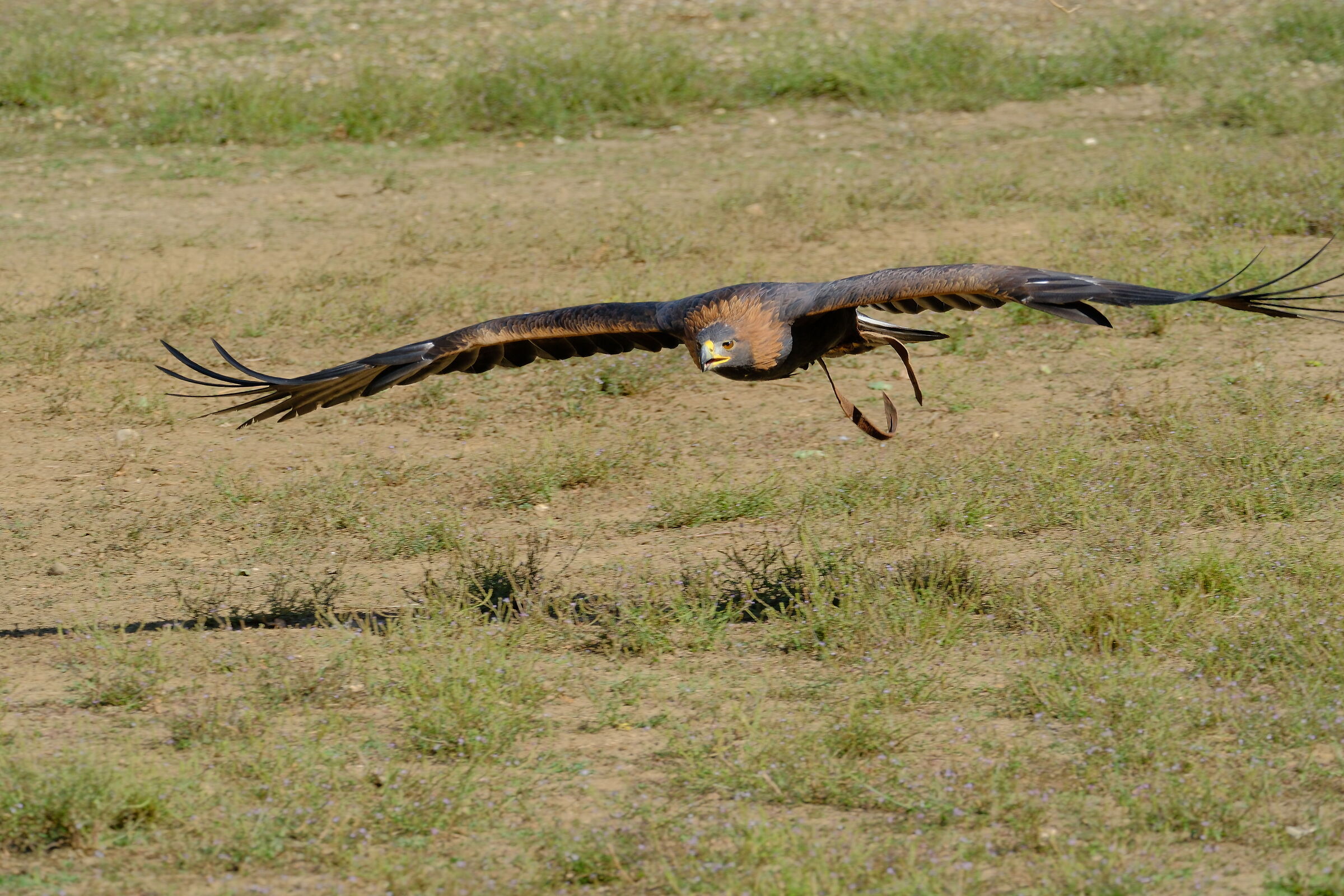 Aquila reale in volo…