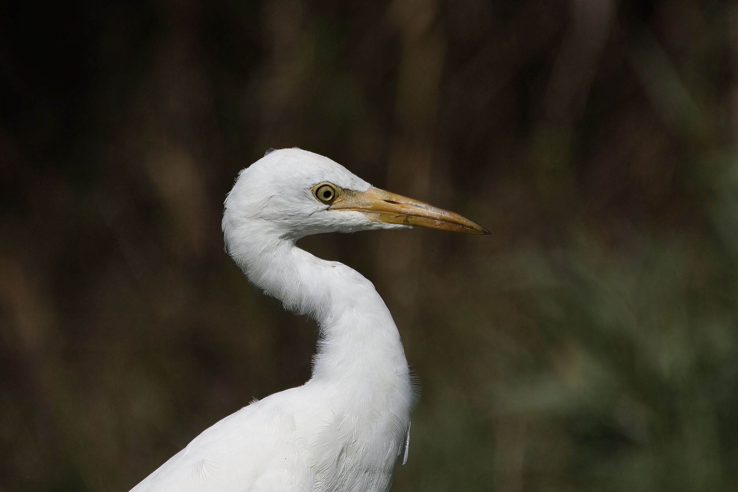 Cattle egret