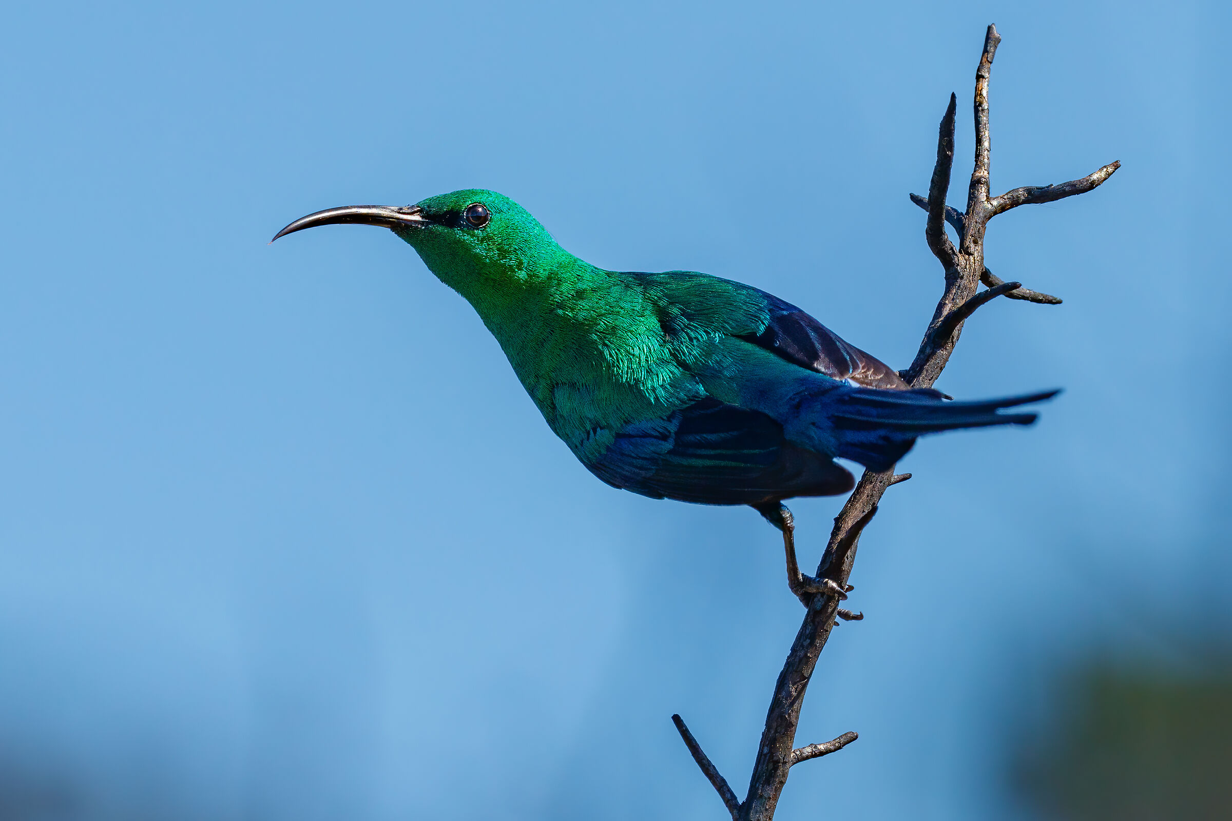 Malachite Sunbird (Nectarinia famosa) 2022