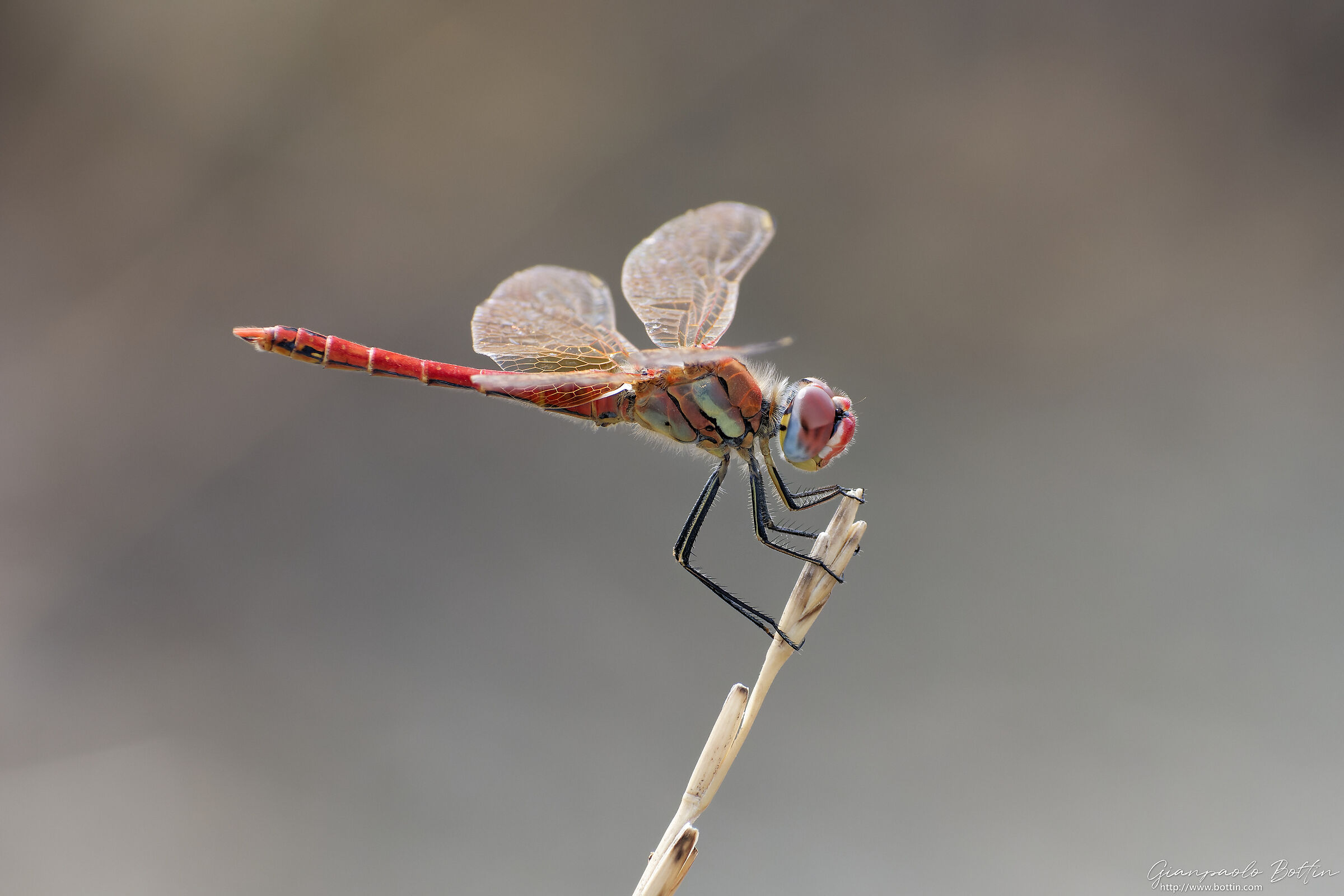 Libellula