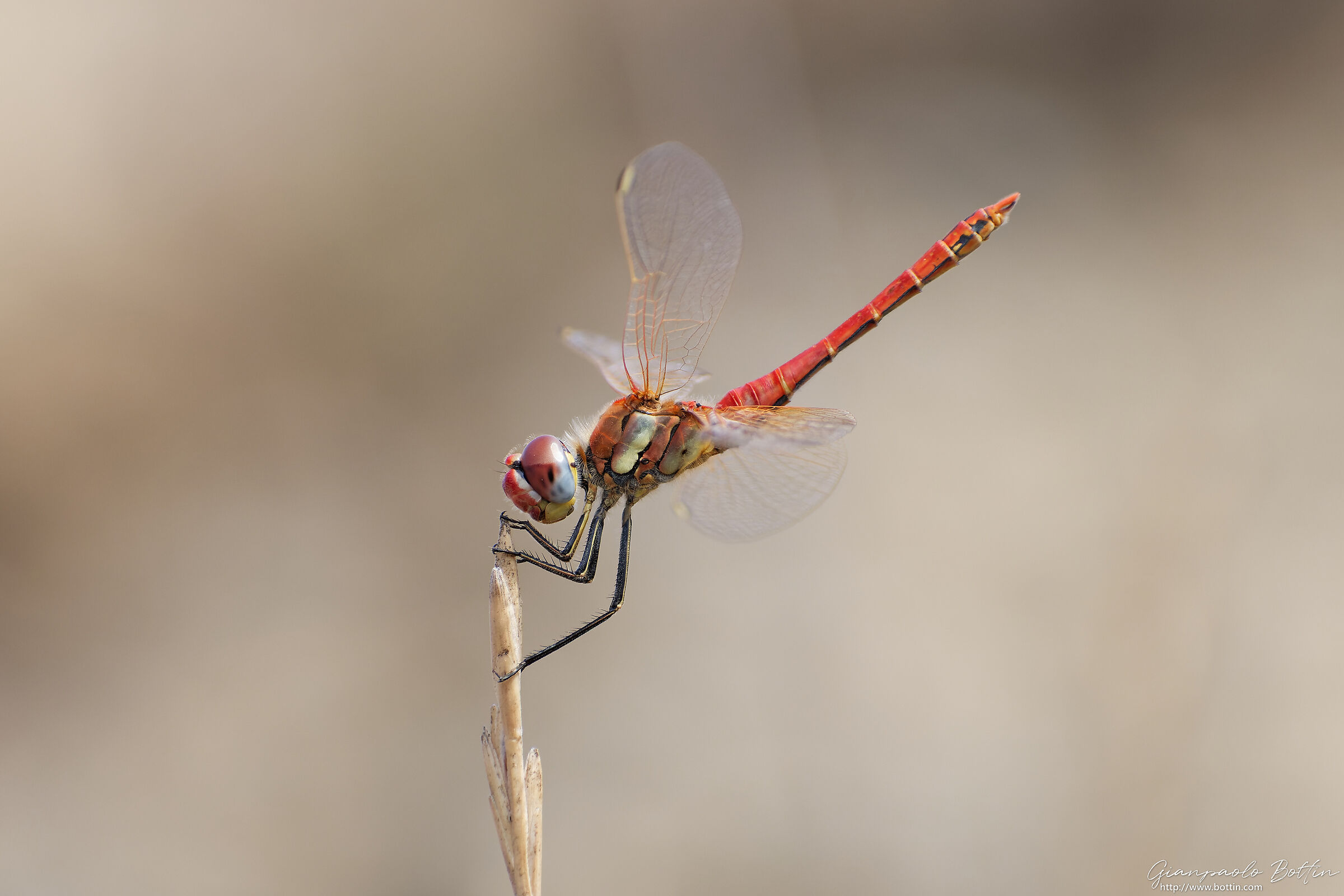 Libellula