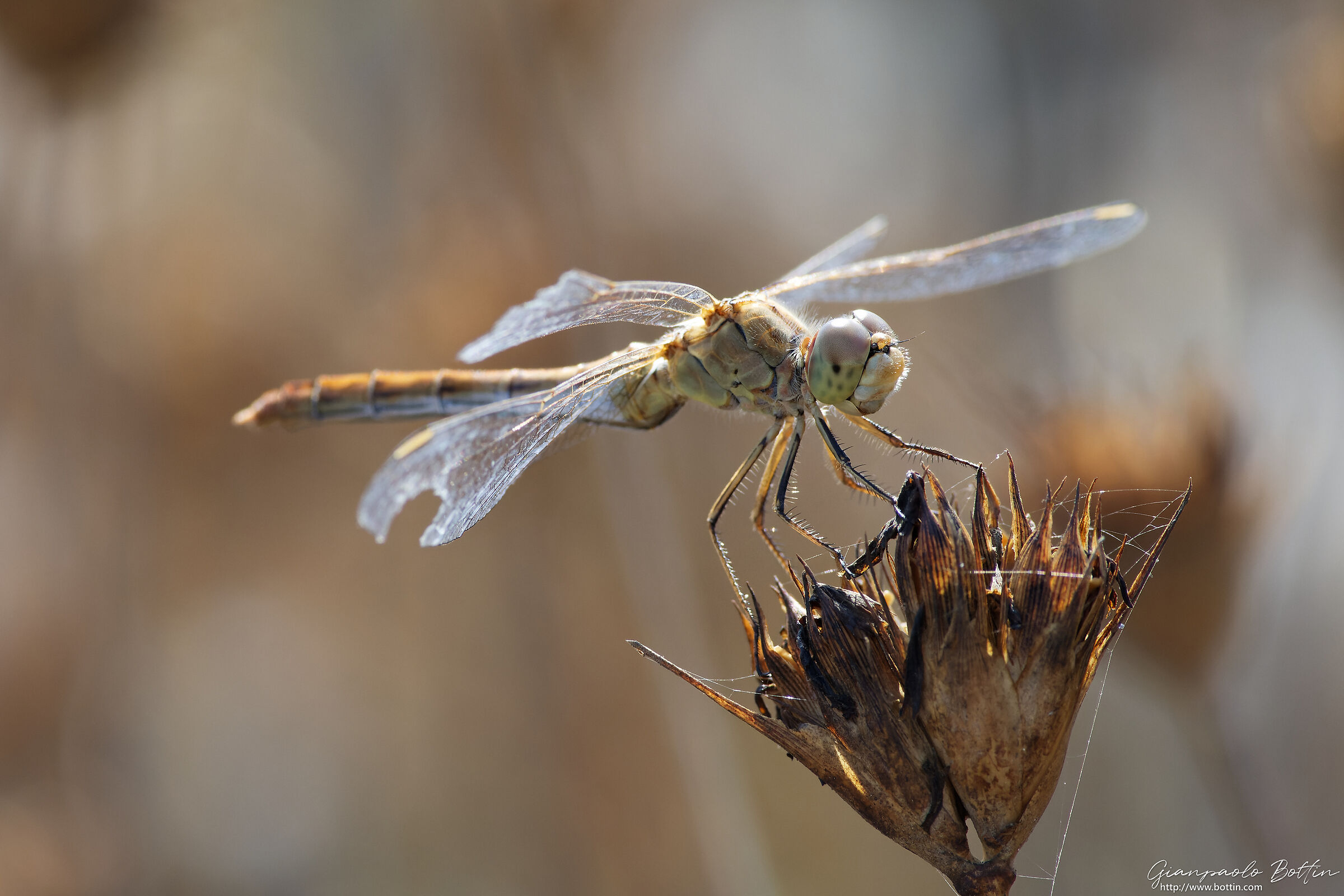 Libellula