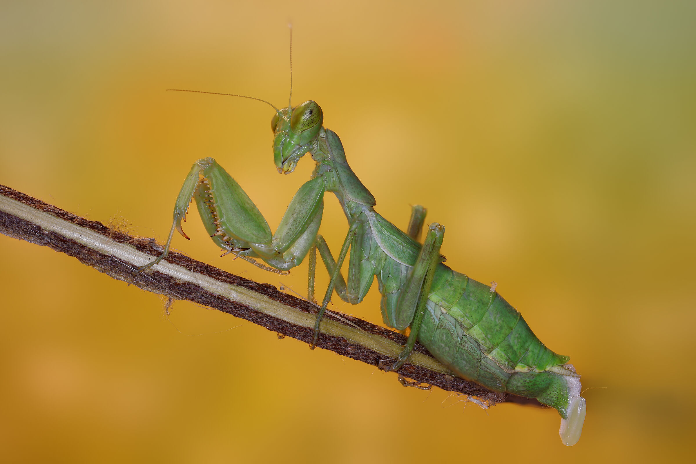 Mantide nana (Ameles spallanziana) in ovideposizione