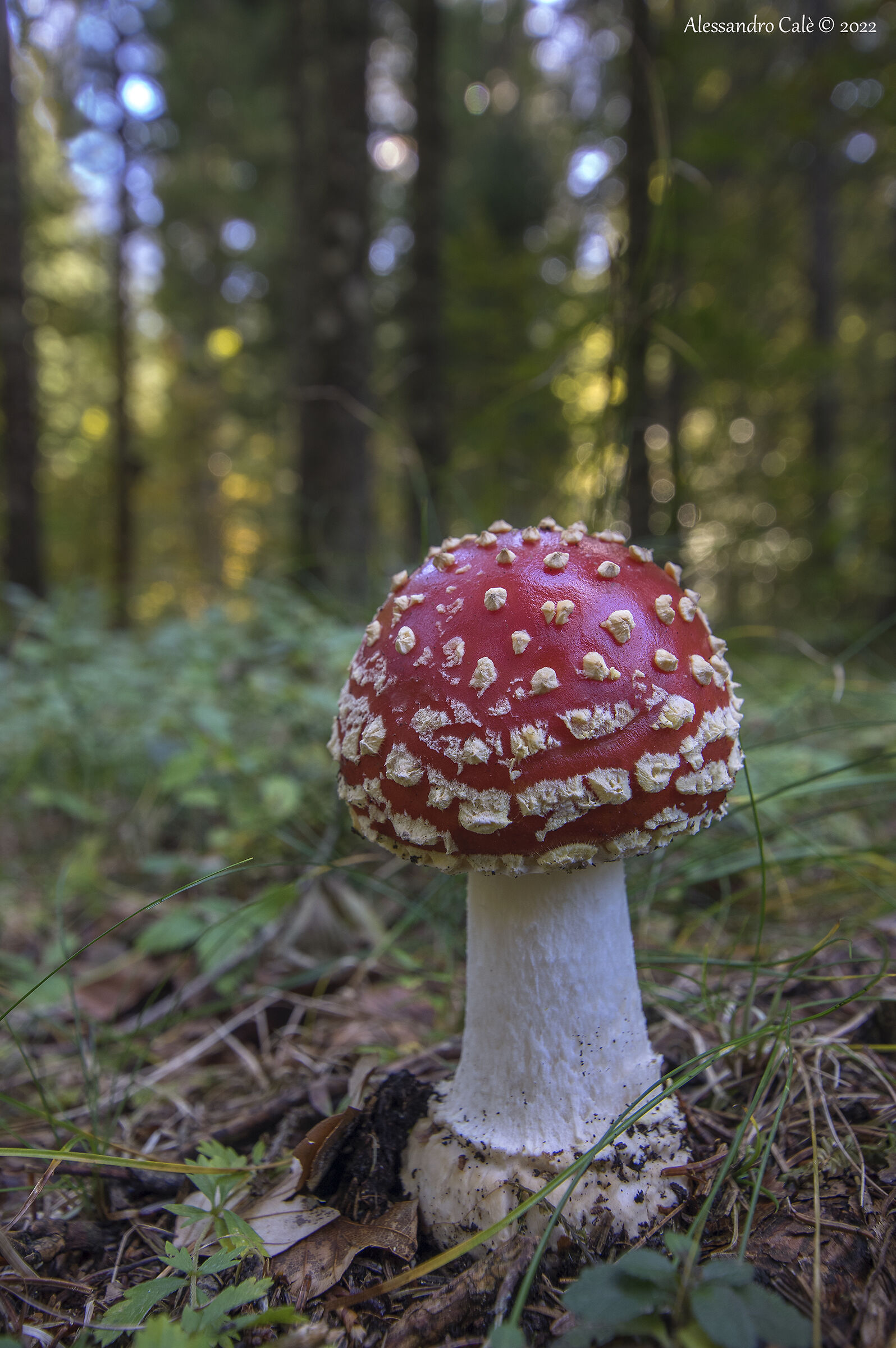 Amanita muscaria ( Ovulo malefico) 9095