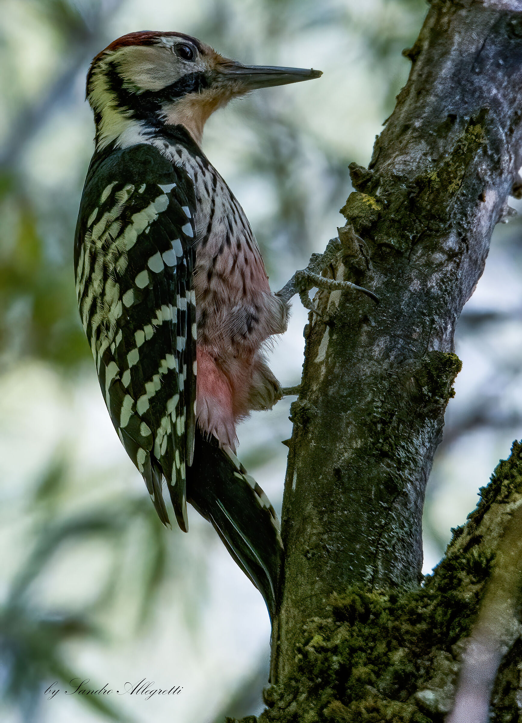 The white-backed woodpecker (Dendrocopos leucotos)
