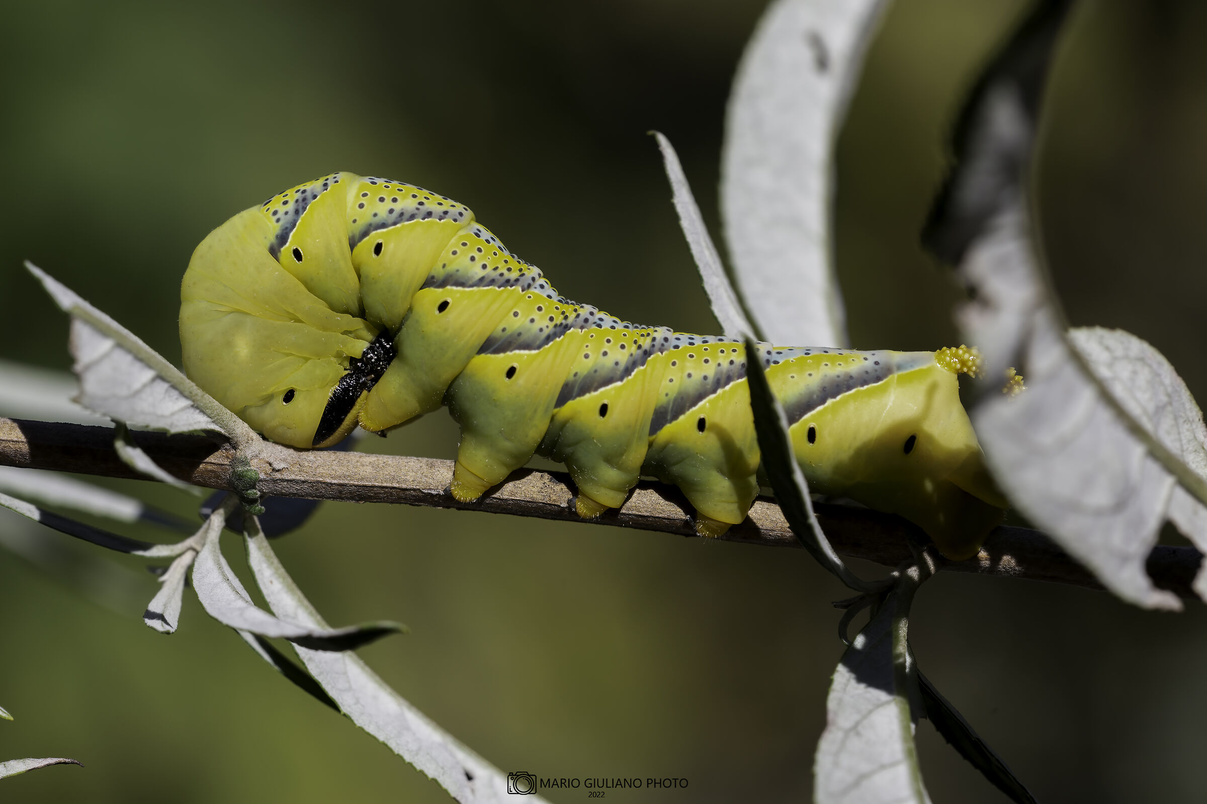 Acherontia atropos