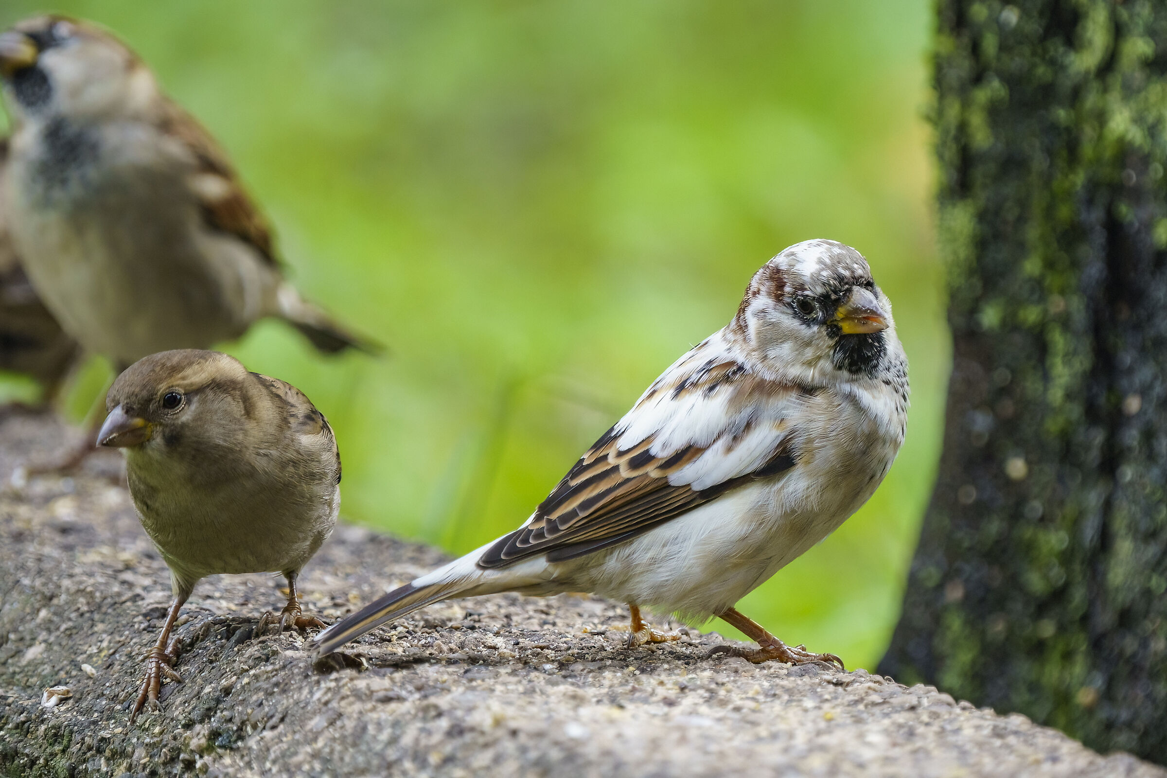 The albino sparrow ( almost )