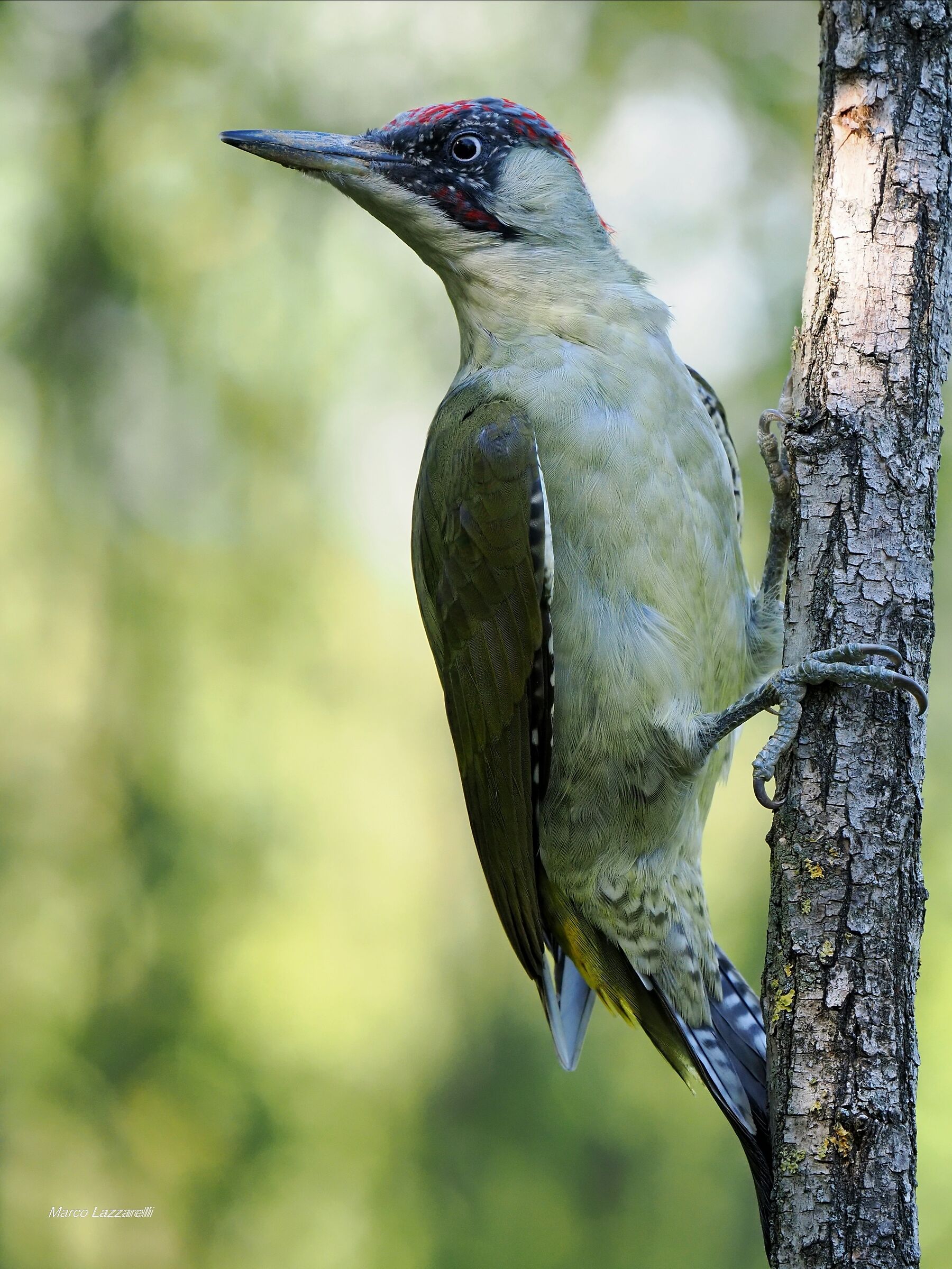 Picchio verde