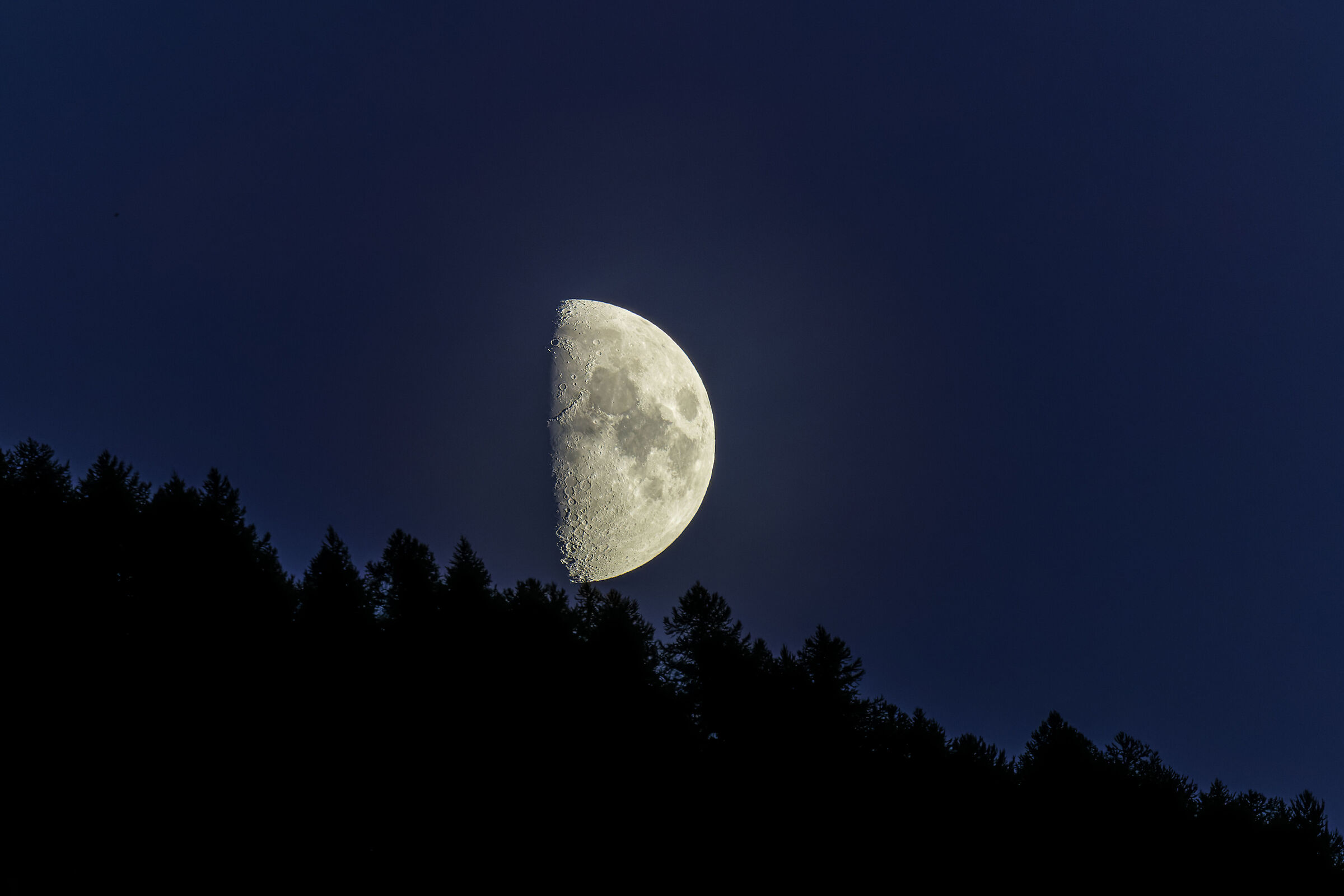 Luna tra i larici