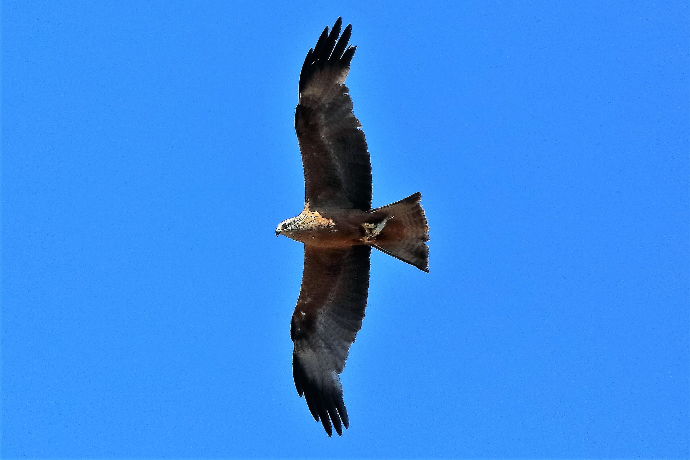 Nibbio bruno 09-07-2022