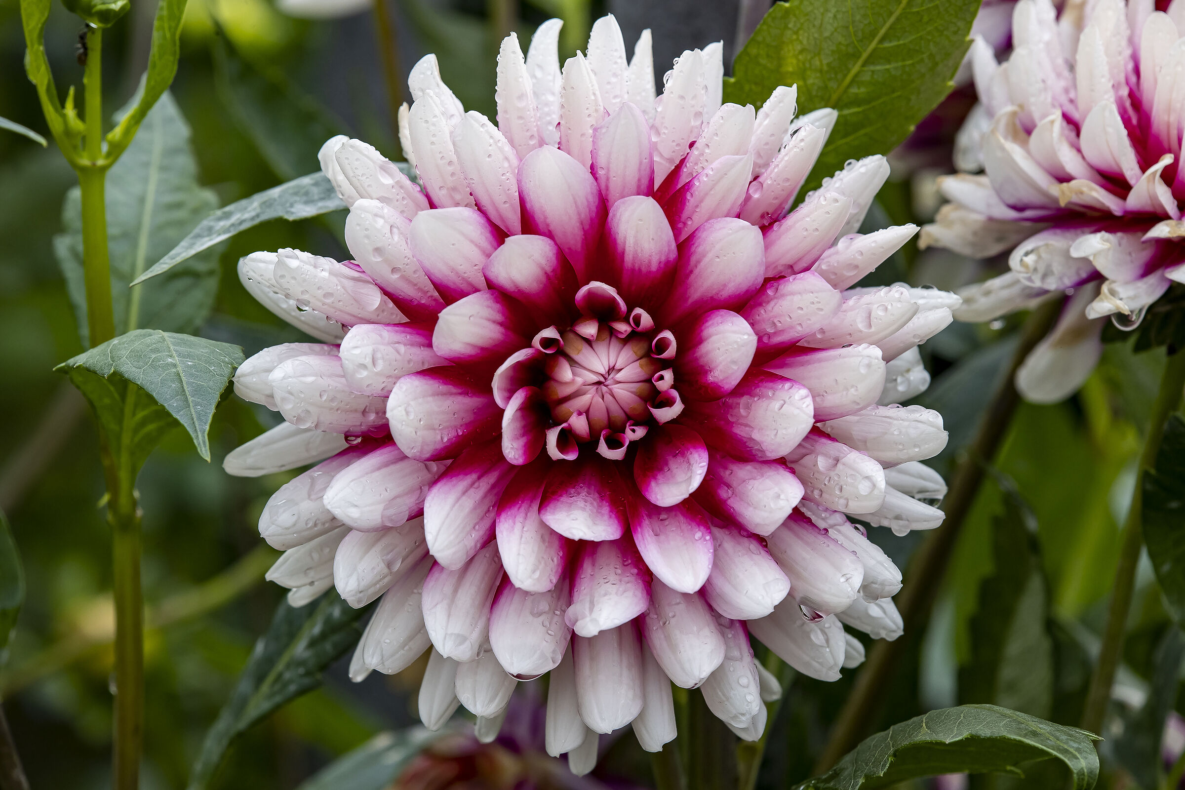 Dahlia