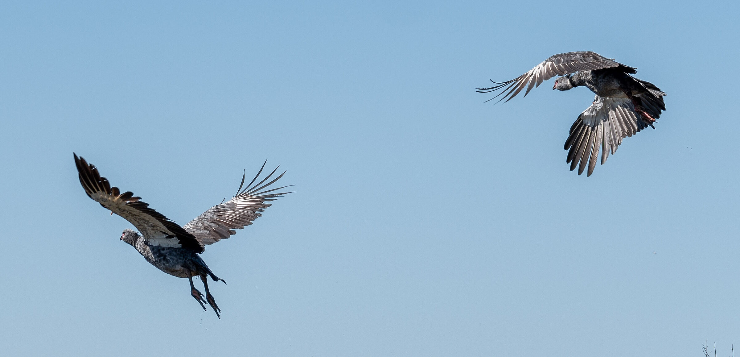 Chajás en vuelo I