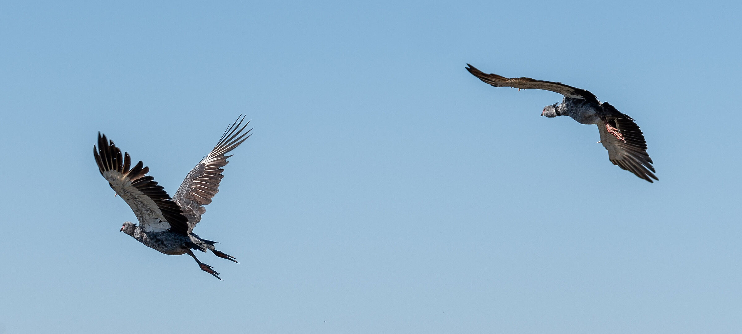 Chajás en vuelo II