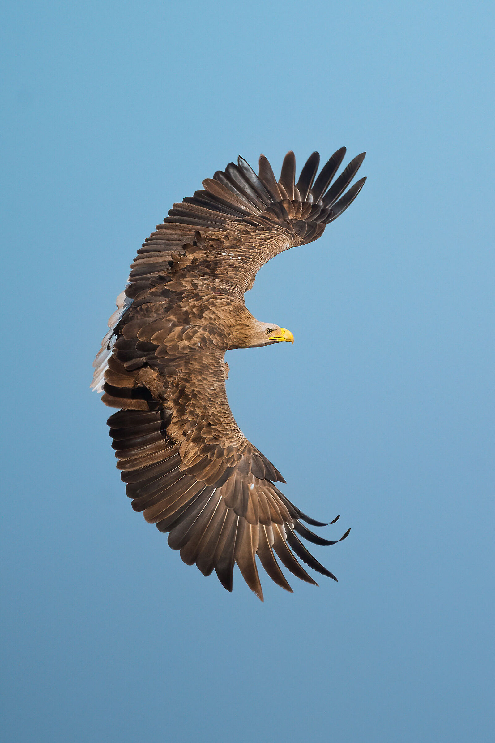 White-tailed eagle