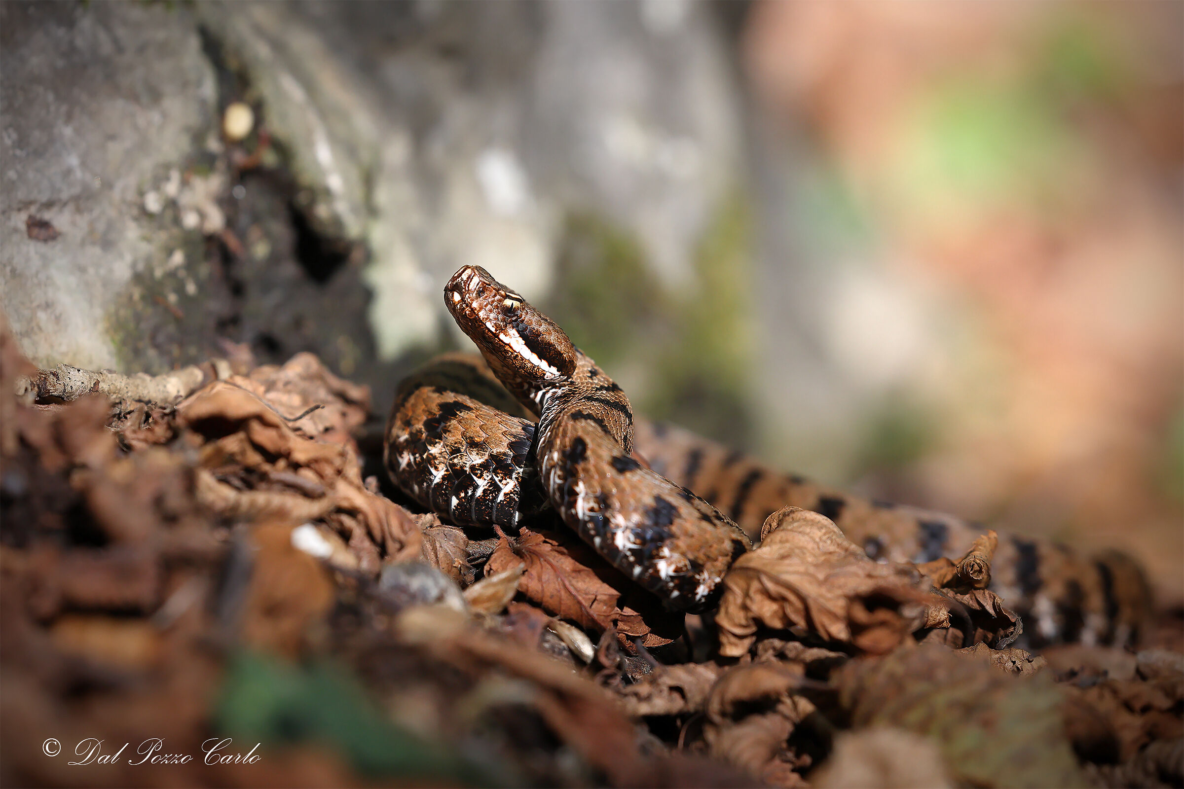 Viper aspis francisciredi
