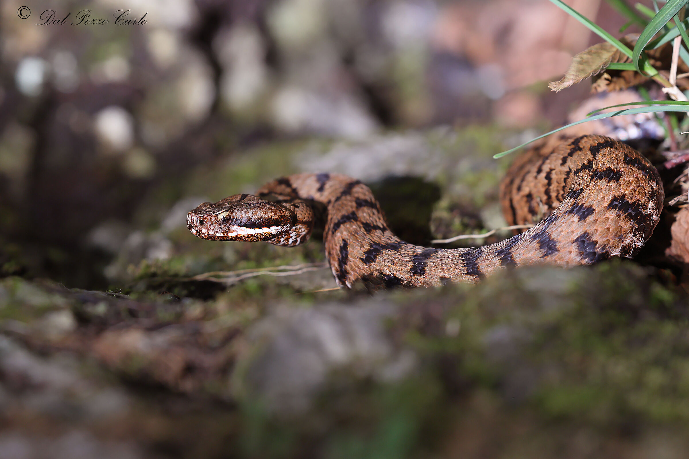 Vipera aspis francisciredi