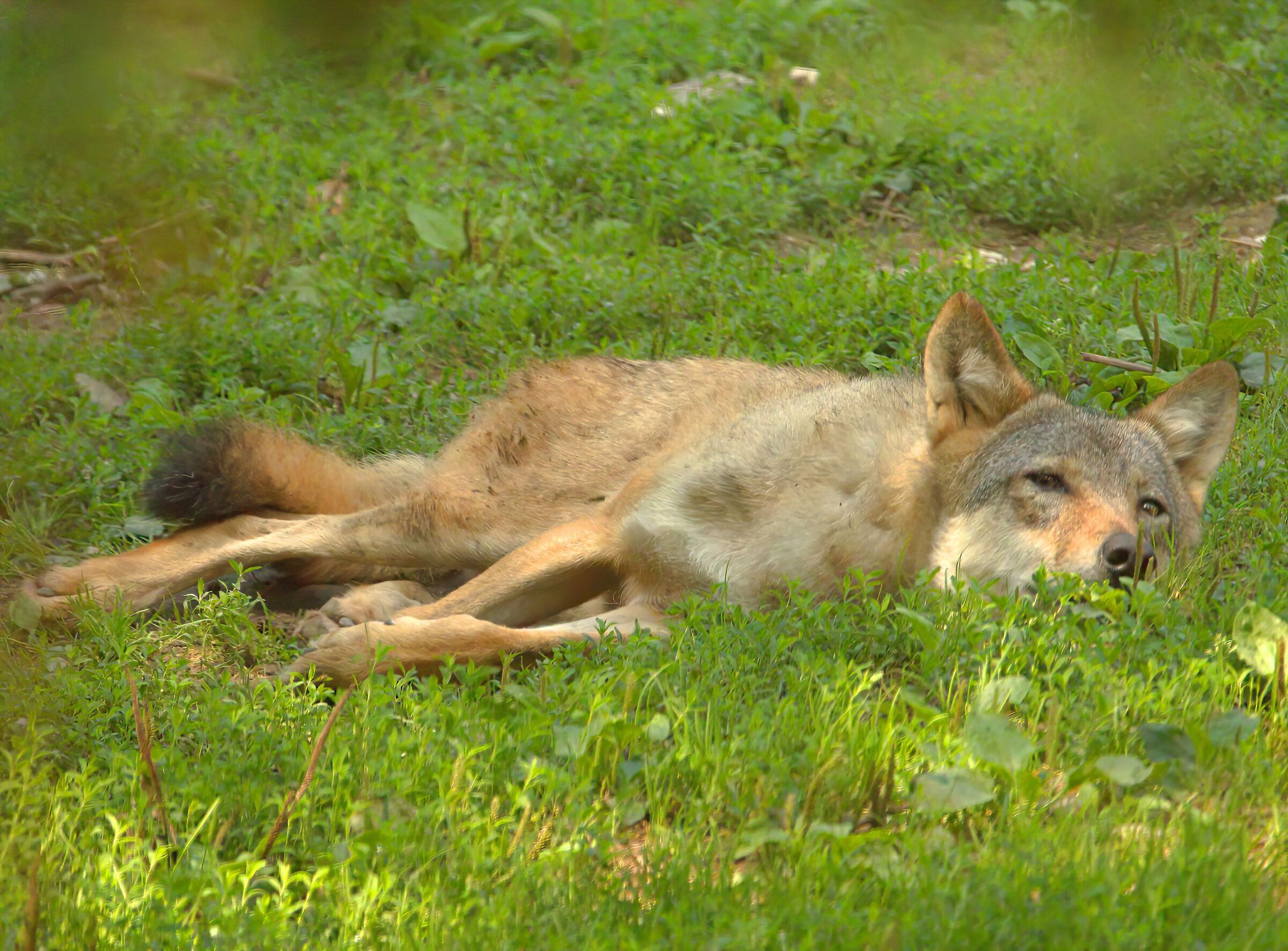 Young wolf at rest - Trentino
