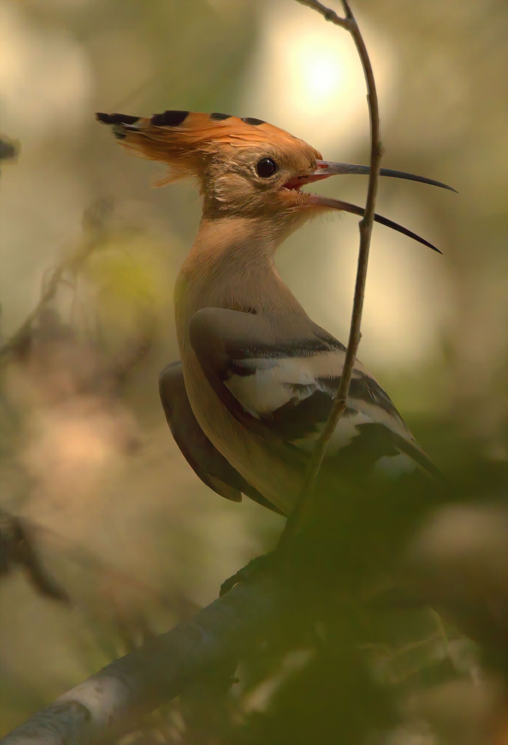 Hoopoe in the sun - park of the plain