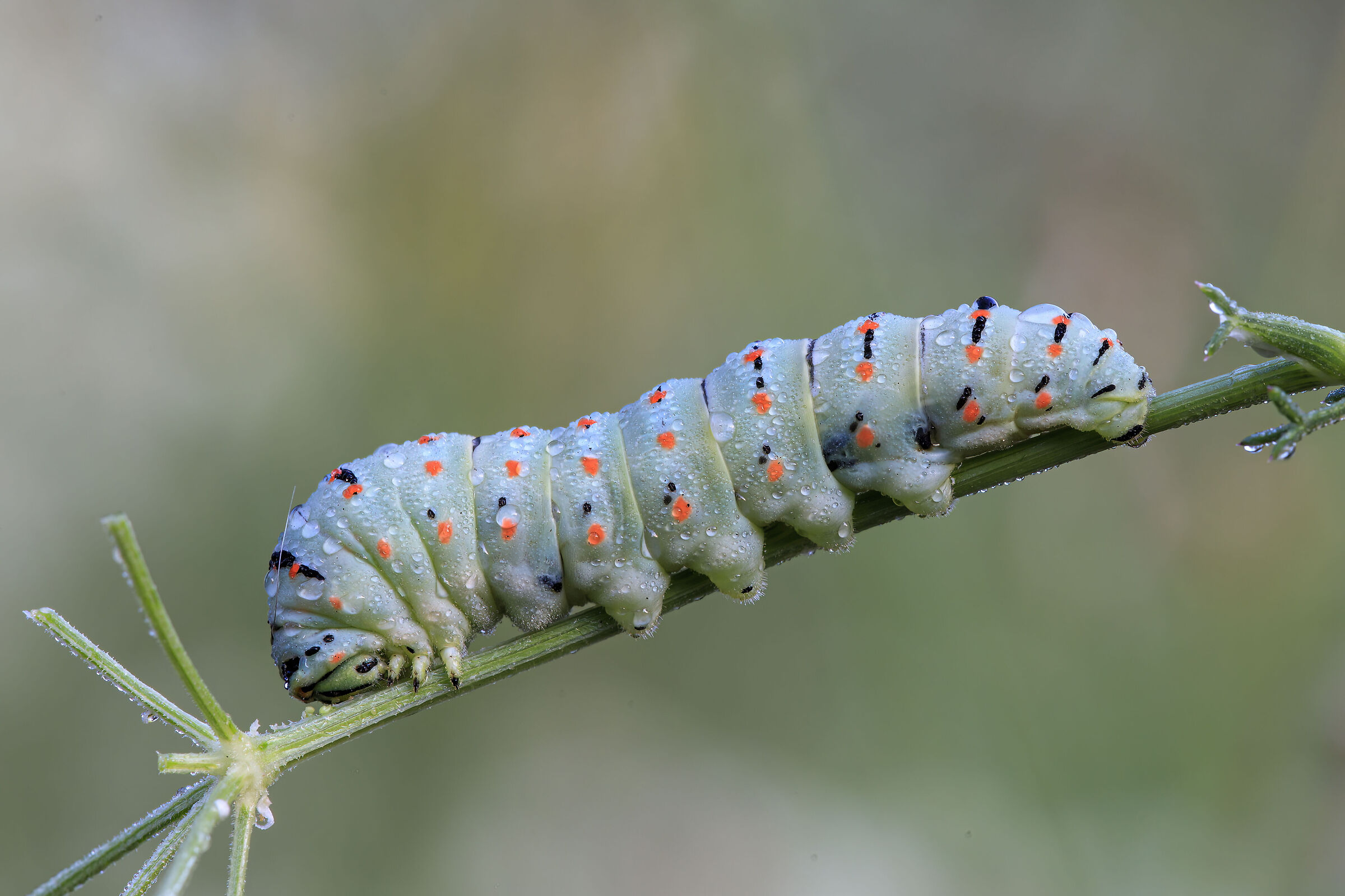 Papilio Machaon