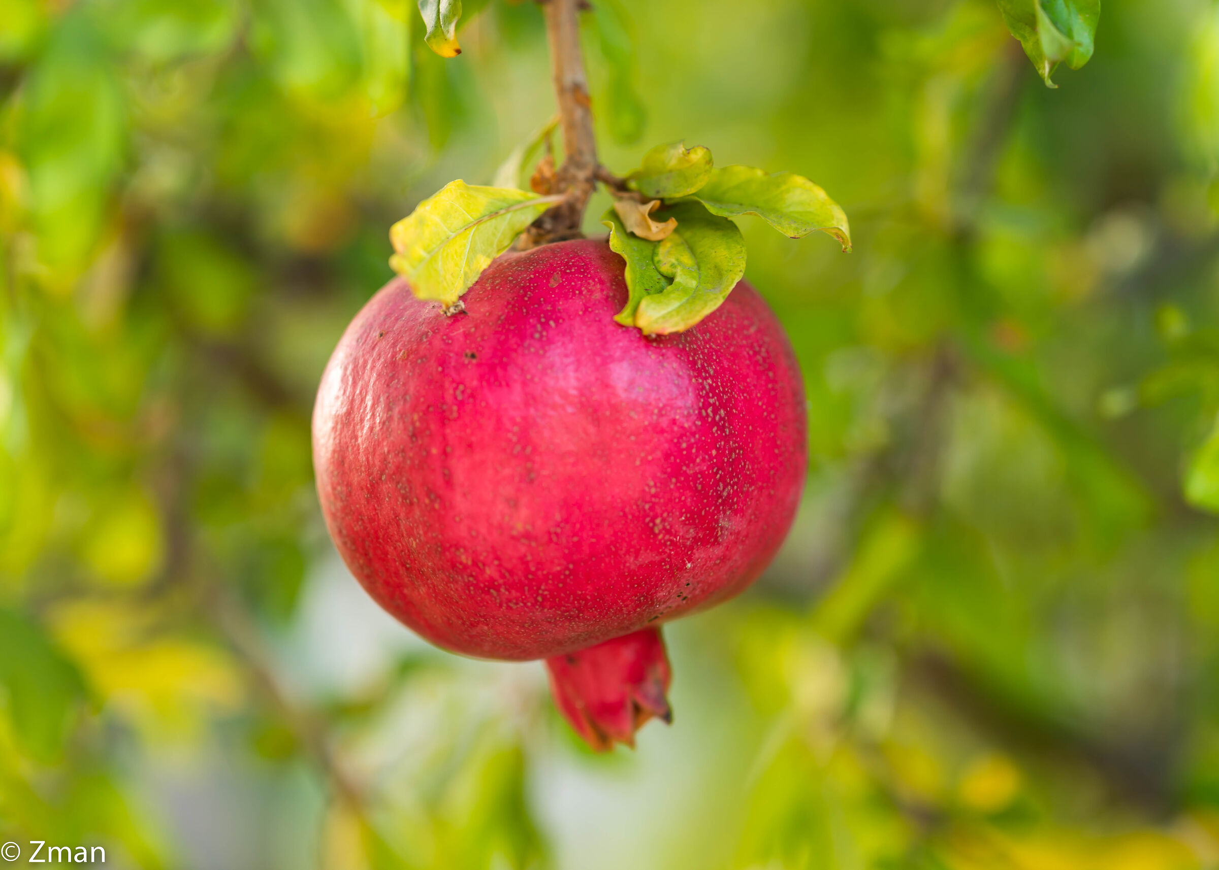 Pomegranate