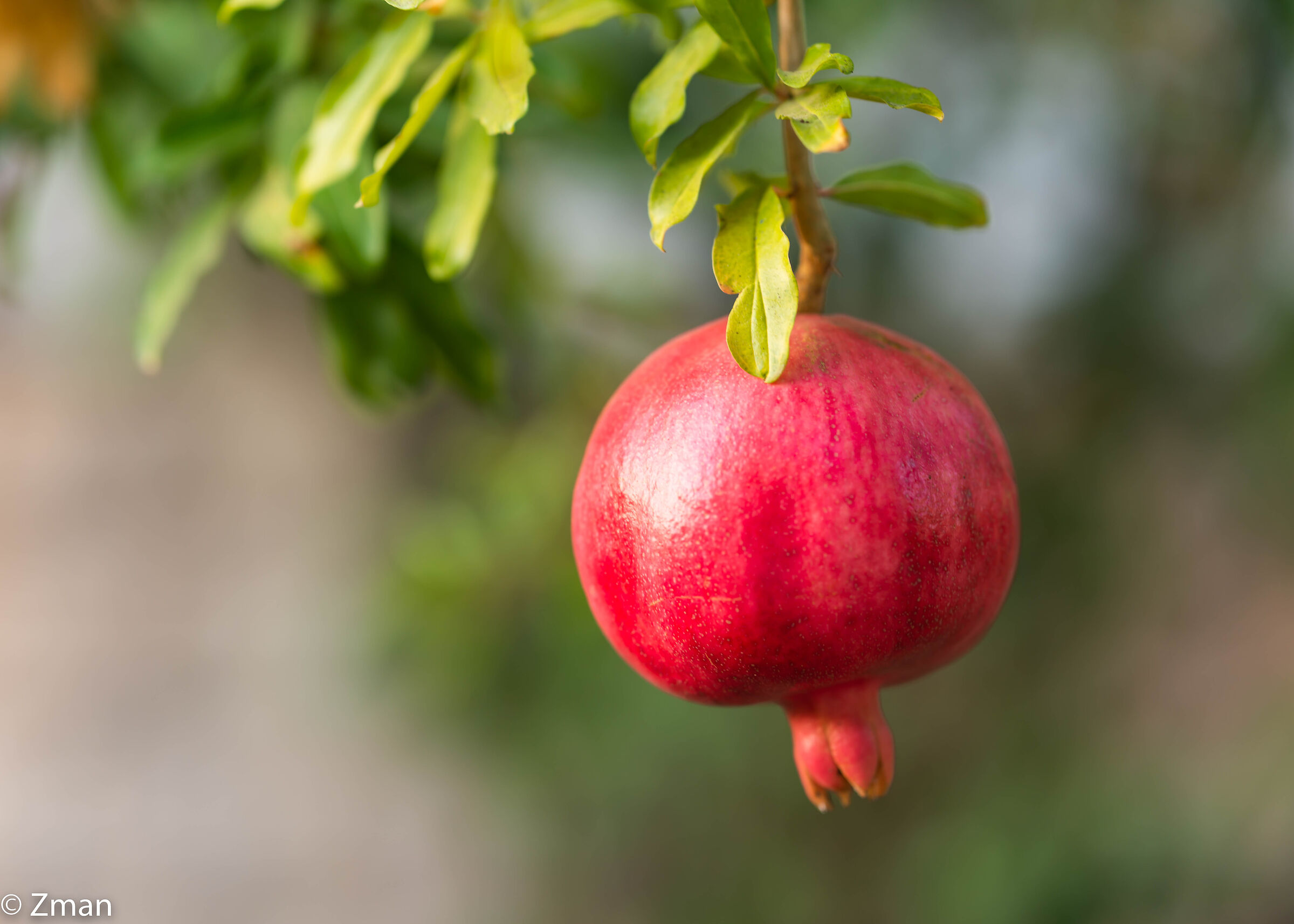Pomegranate
