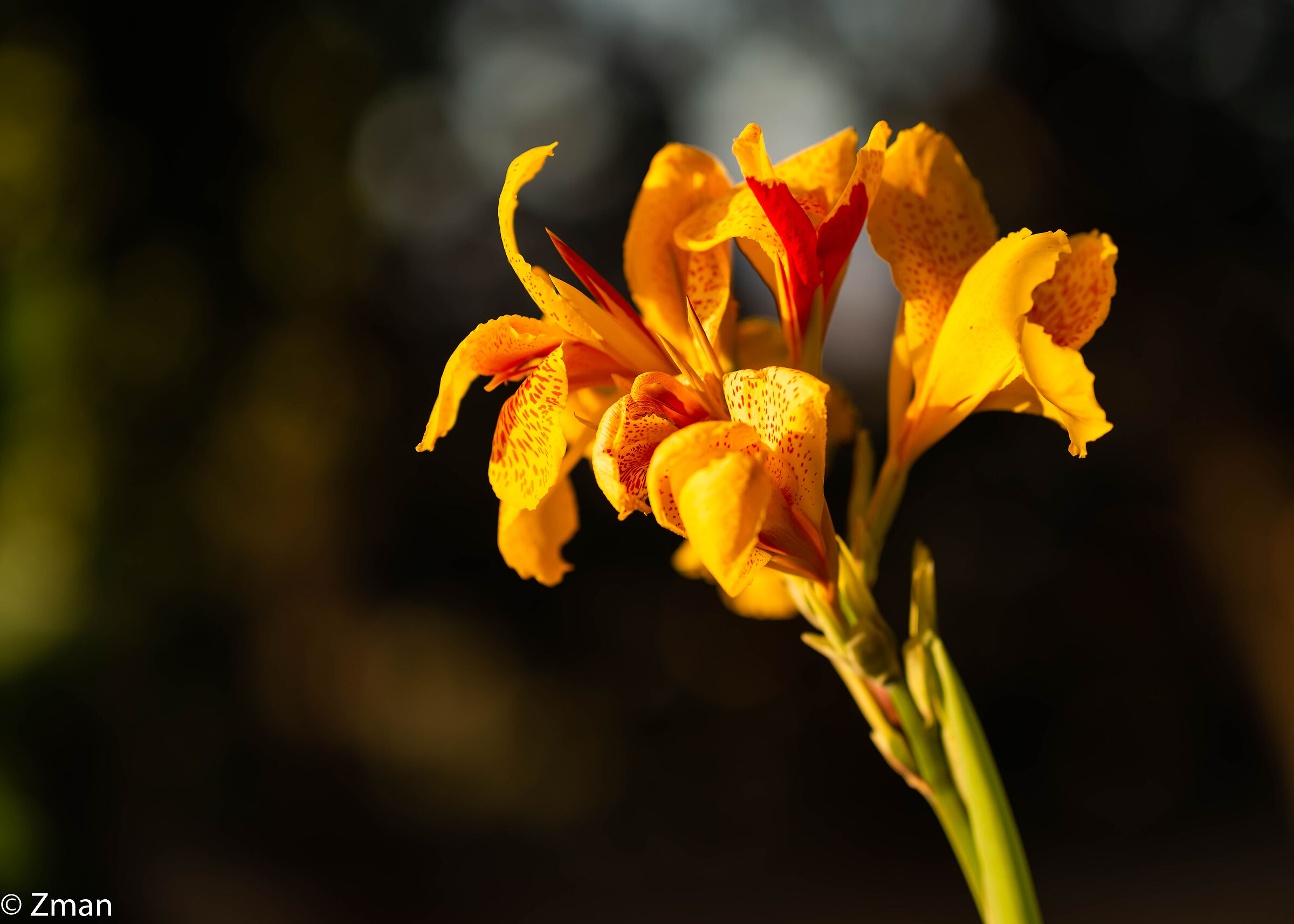 Lilies
