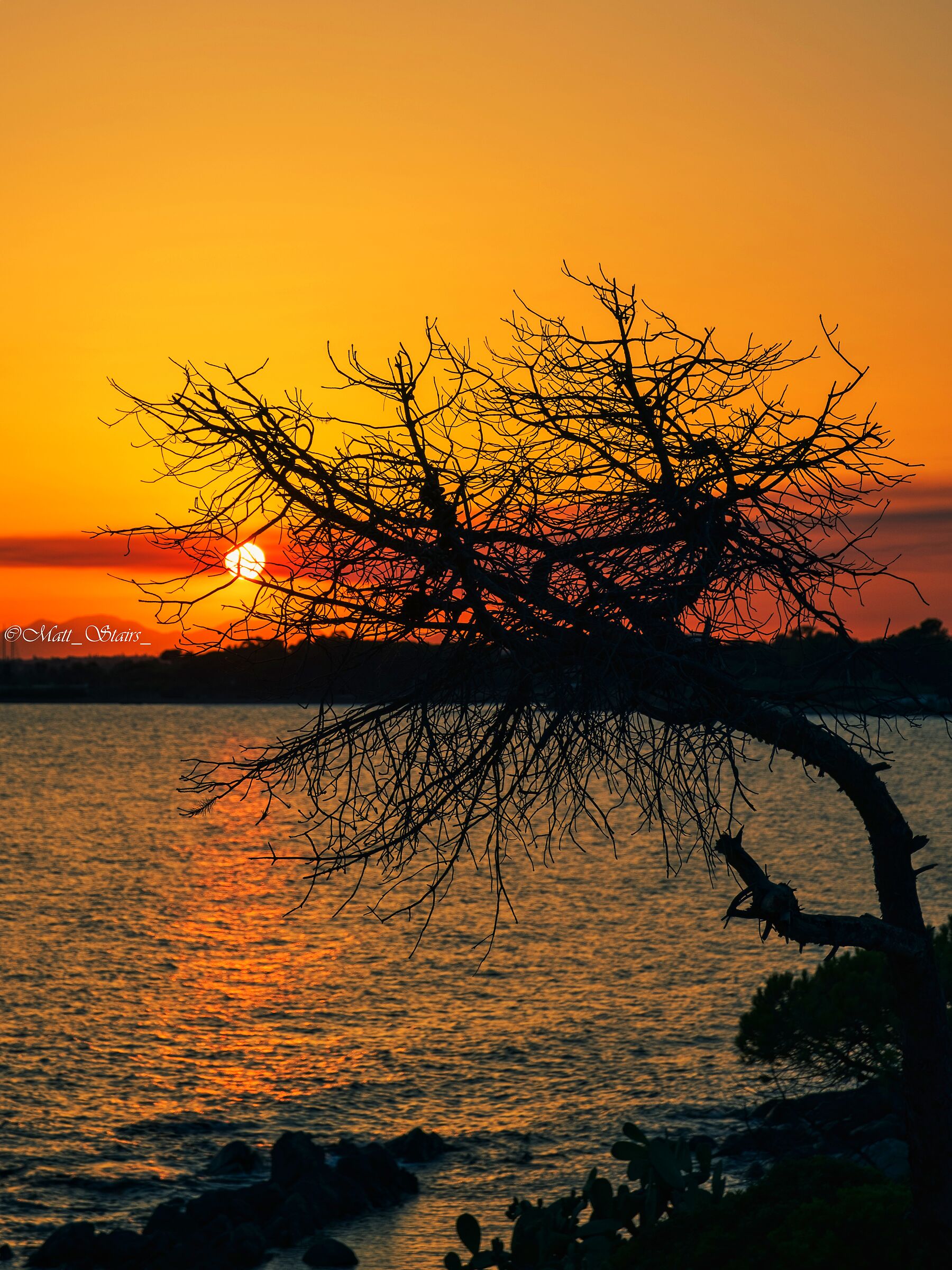 tree at sunset