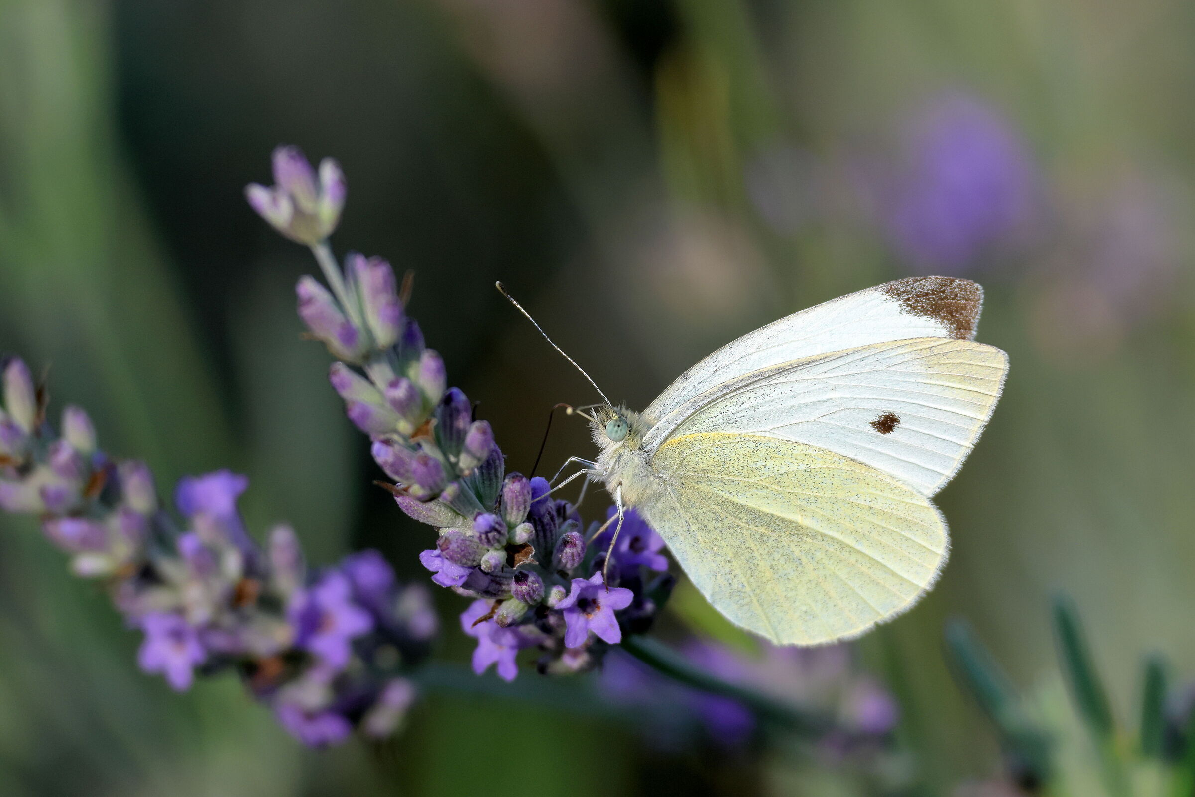 Cavolaia su Lavanda