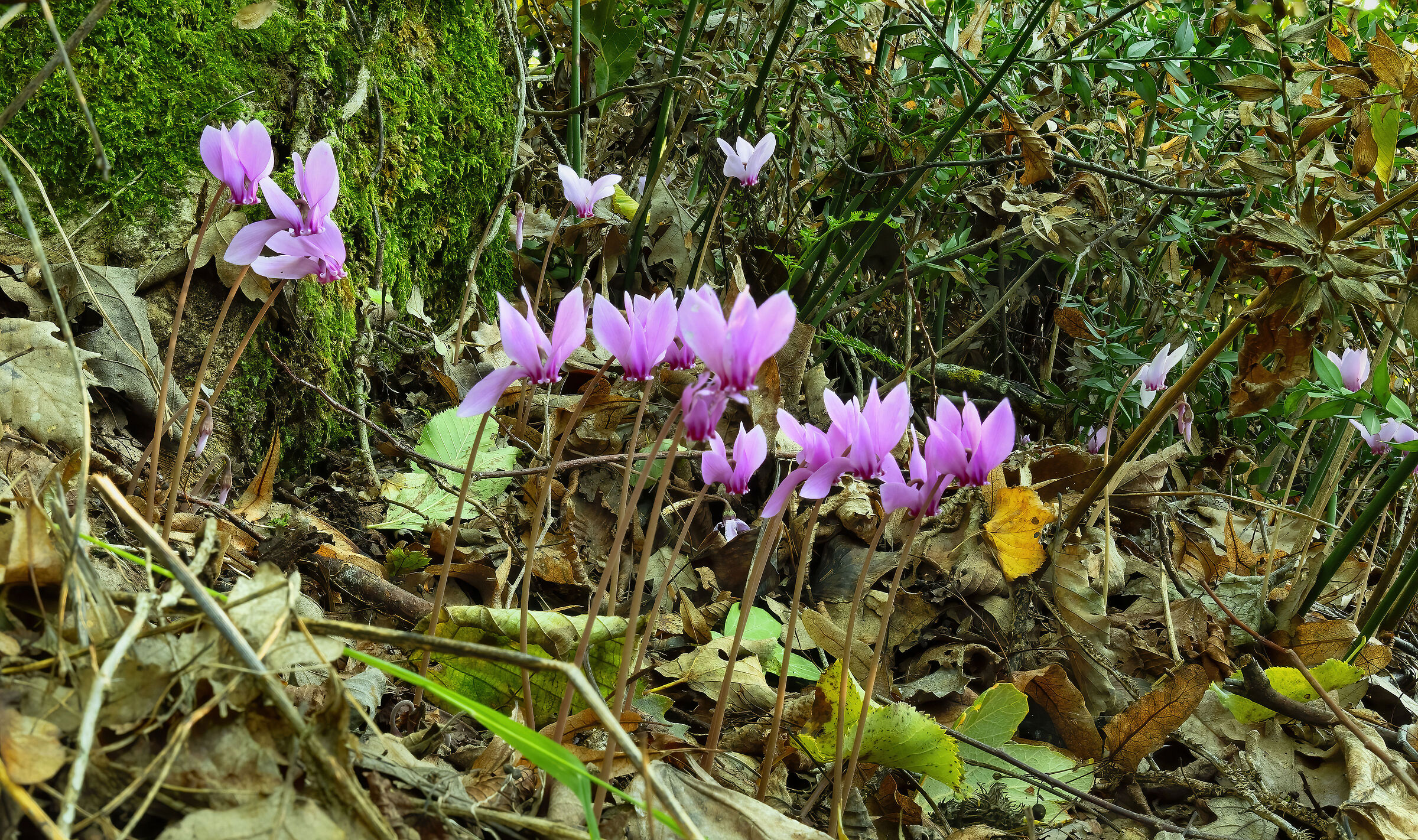 Ottobre tempo di Ciclamini