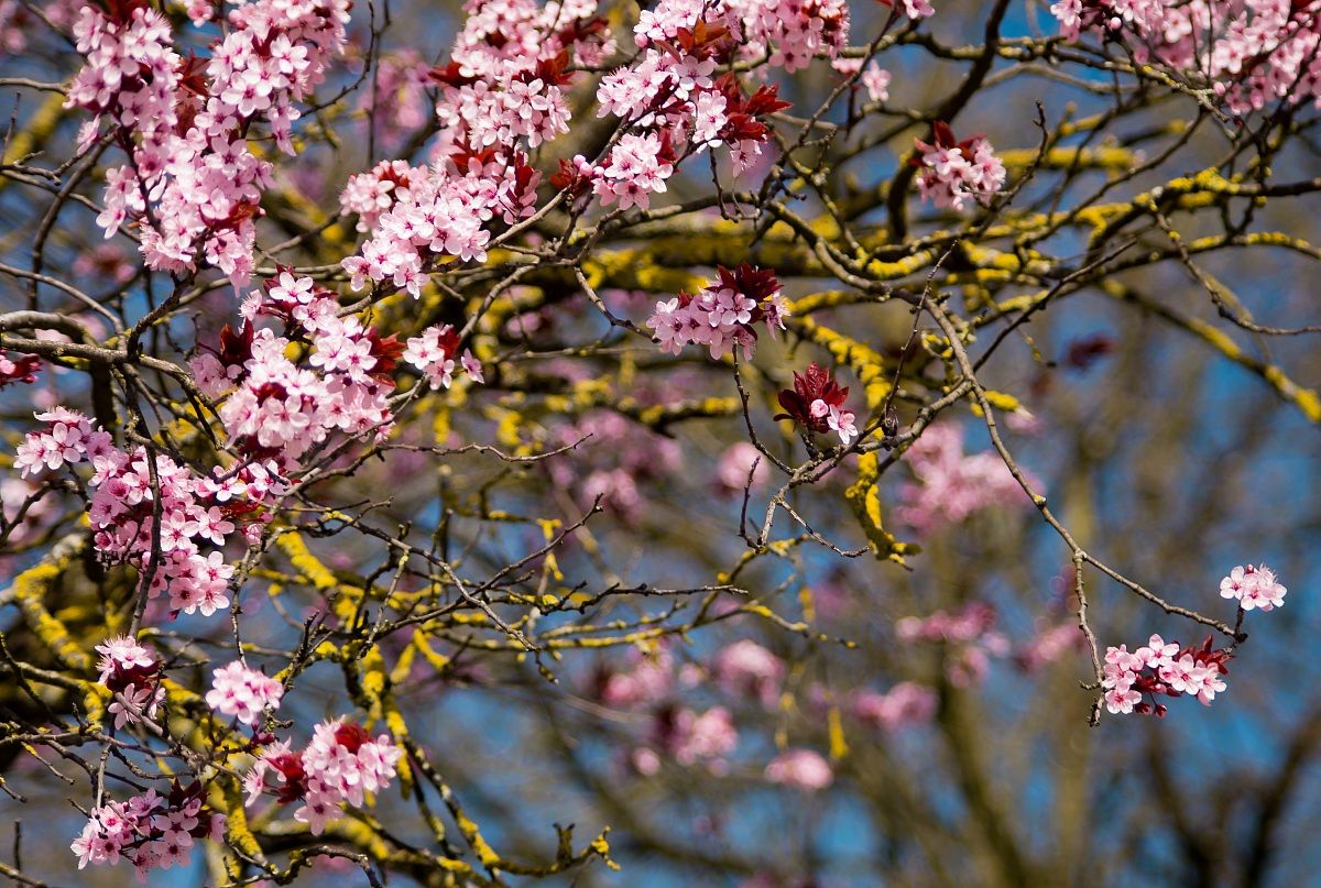 Ha visto molte primavere